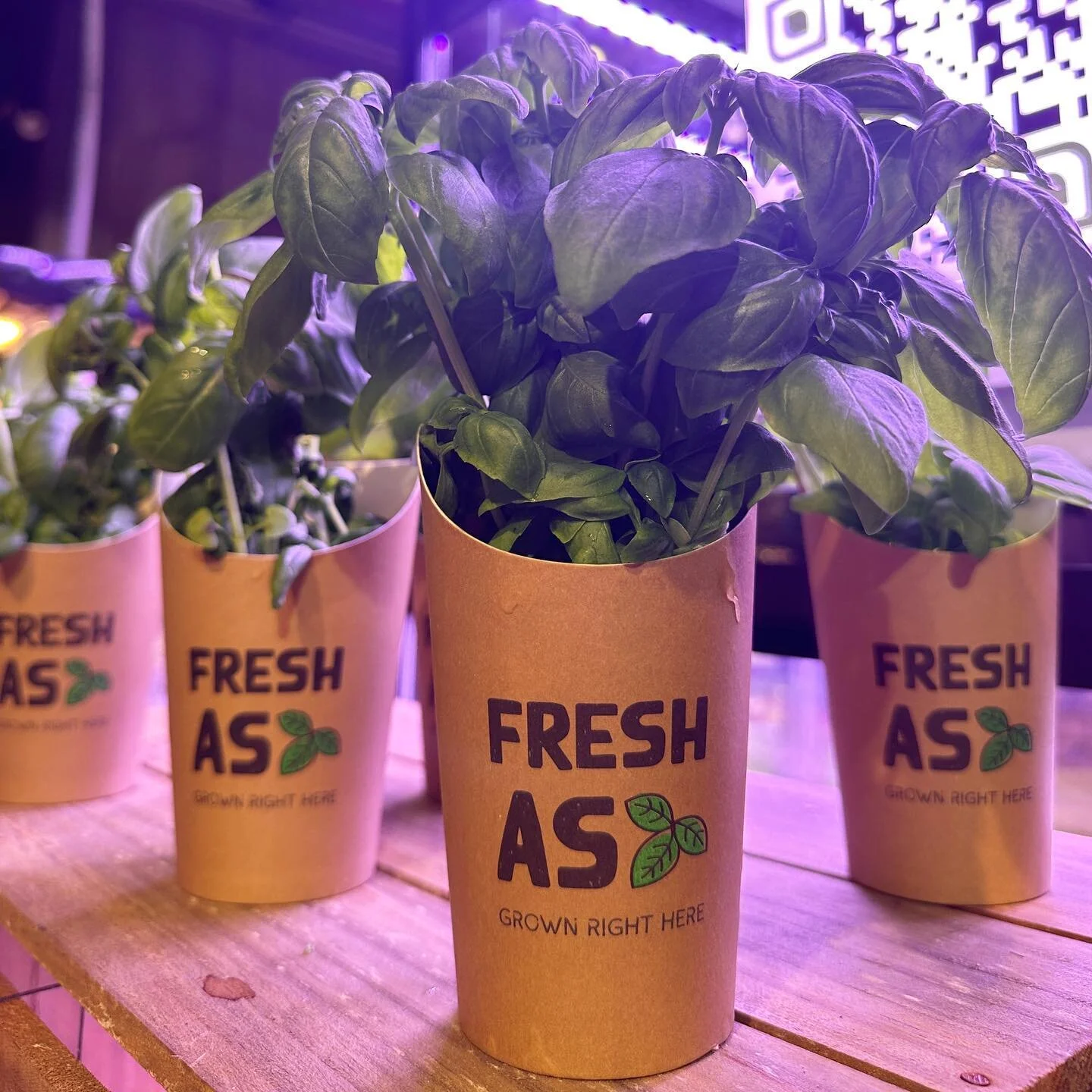 Freshly picked live basil plants. We love that everything you take home with you is compostable. By growing plants in store there is no need for plastic packaging to protect the plants from transport. 

Grab a bunch today from @supabarn.farmers.marke