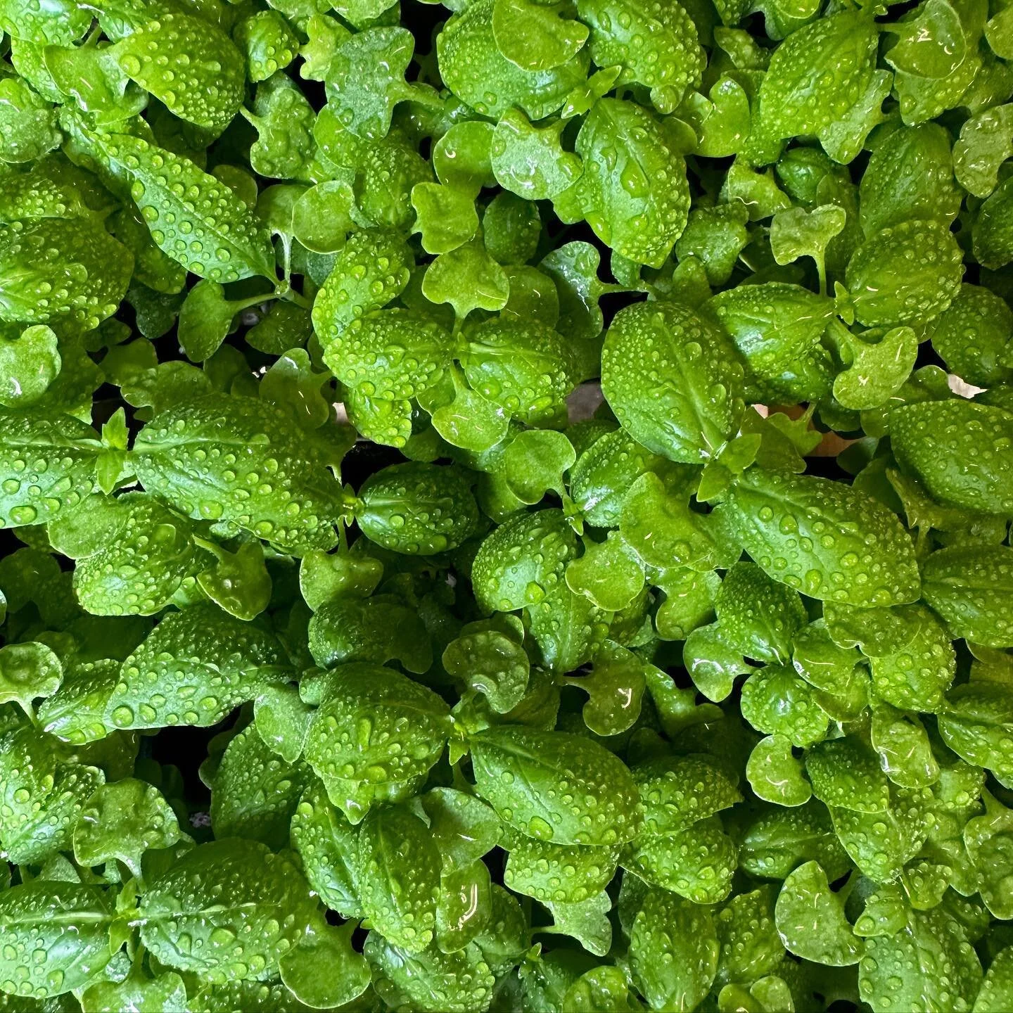 So fresh and so green 💚💚💚 

#healthyvegetables #vegetablegardens #growlocal #greengarden #gardenfresh #healthyoptions #herbs #basil #herbgarden #basilherb
