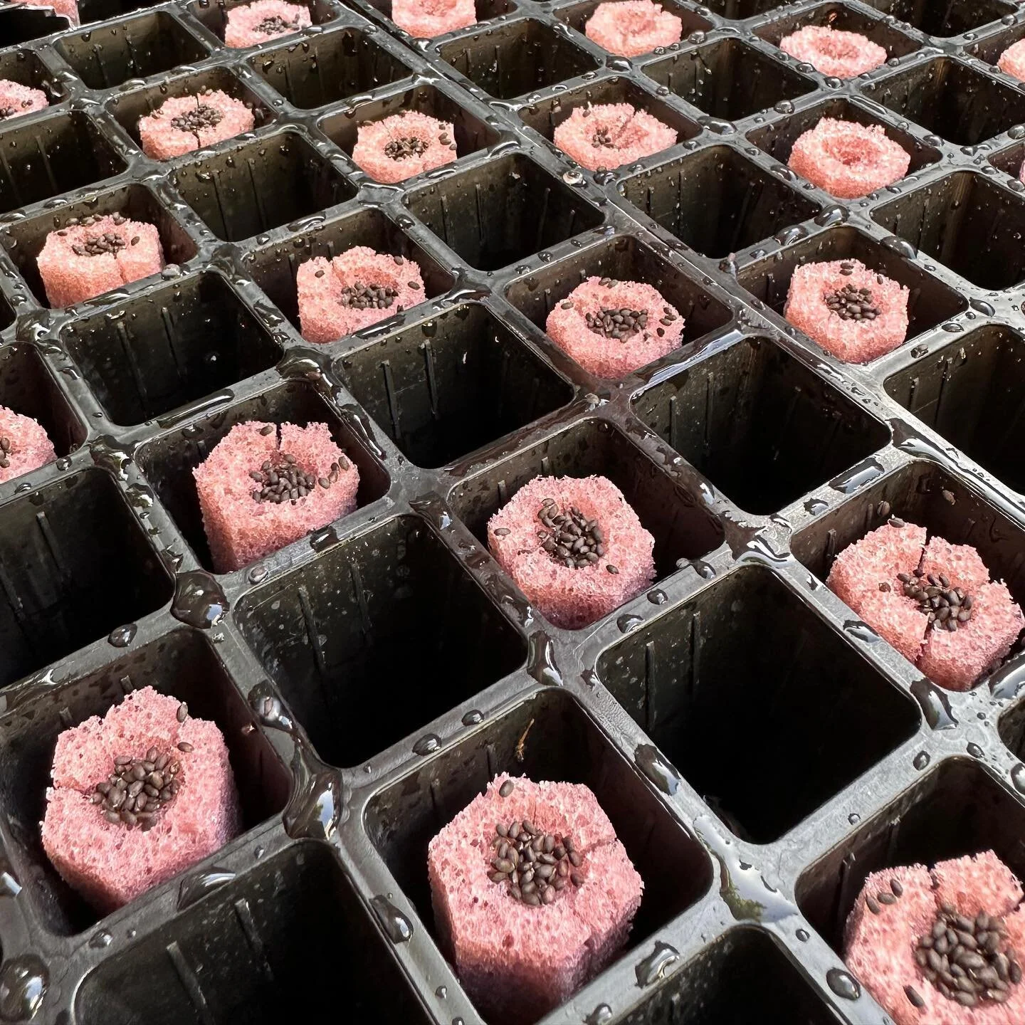 Chess or basil? ♟️🌿

#hydroponicvegetables #hydroponicsystems #hydroponicsfarm #hydroponicgardening #hydroponicsystem #hydroponic #hydroponics #farmfresh #garden #hydroponicgarden #hydroponics #hydroponicplants #hydroponicgardening #hydroponicherbs