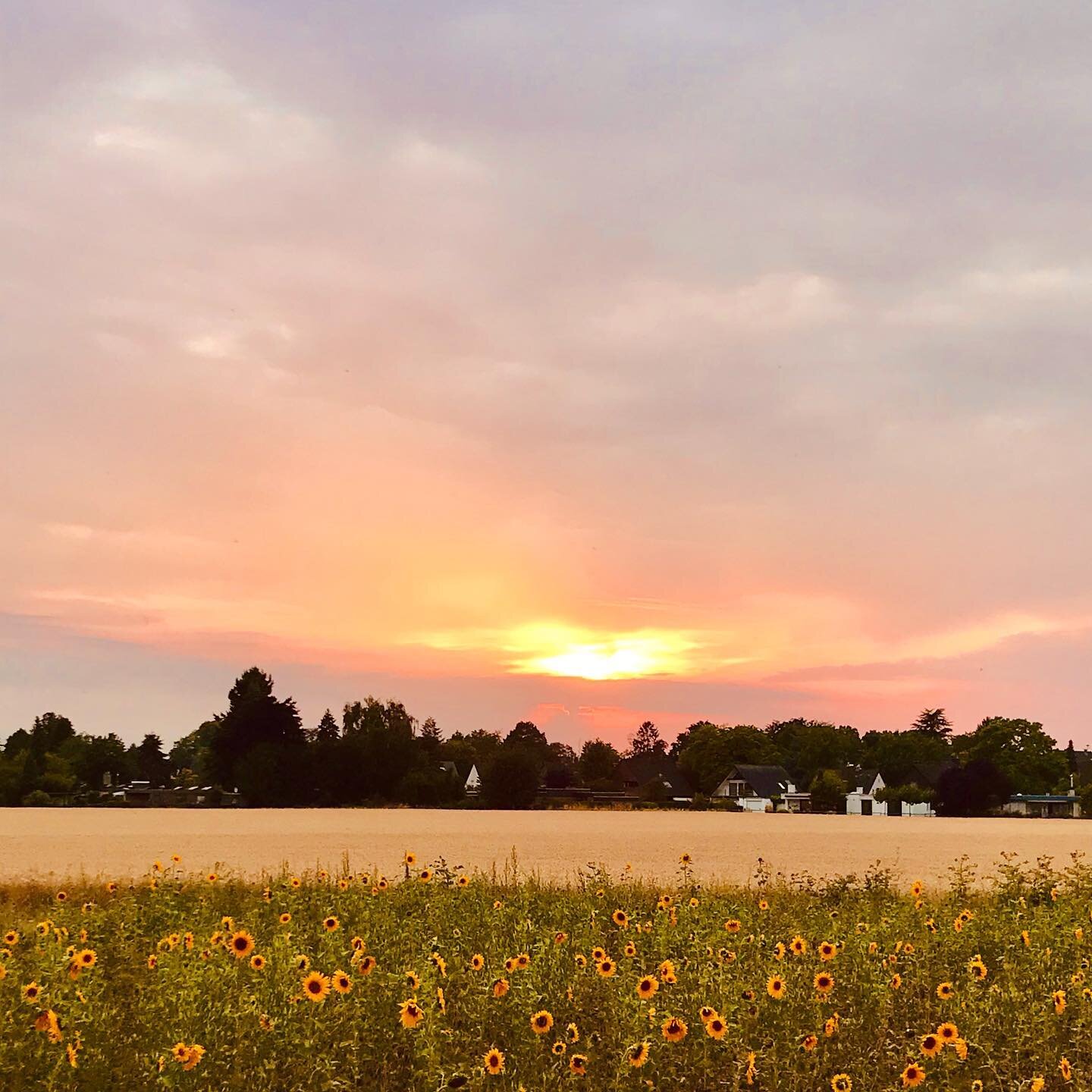 Sunflowers during Sunset. 
Always a great sight :)

#sunset #sunflower #field #sunflowerfield #evening #summervibes #enjoylife