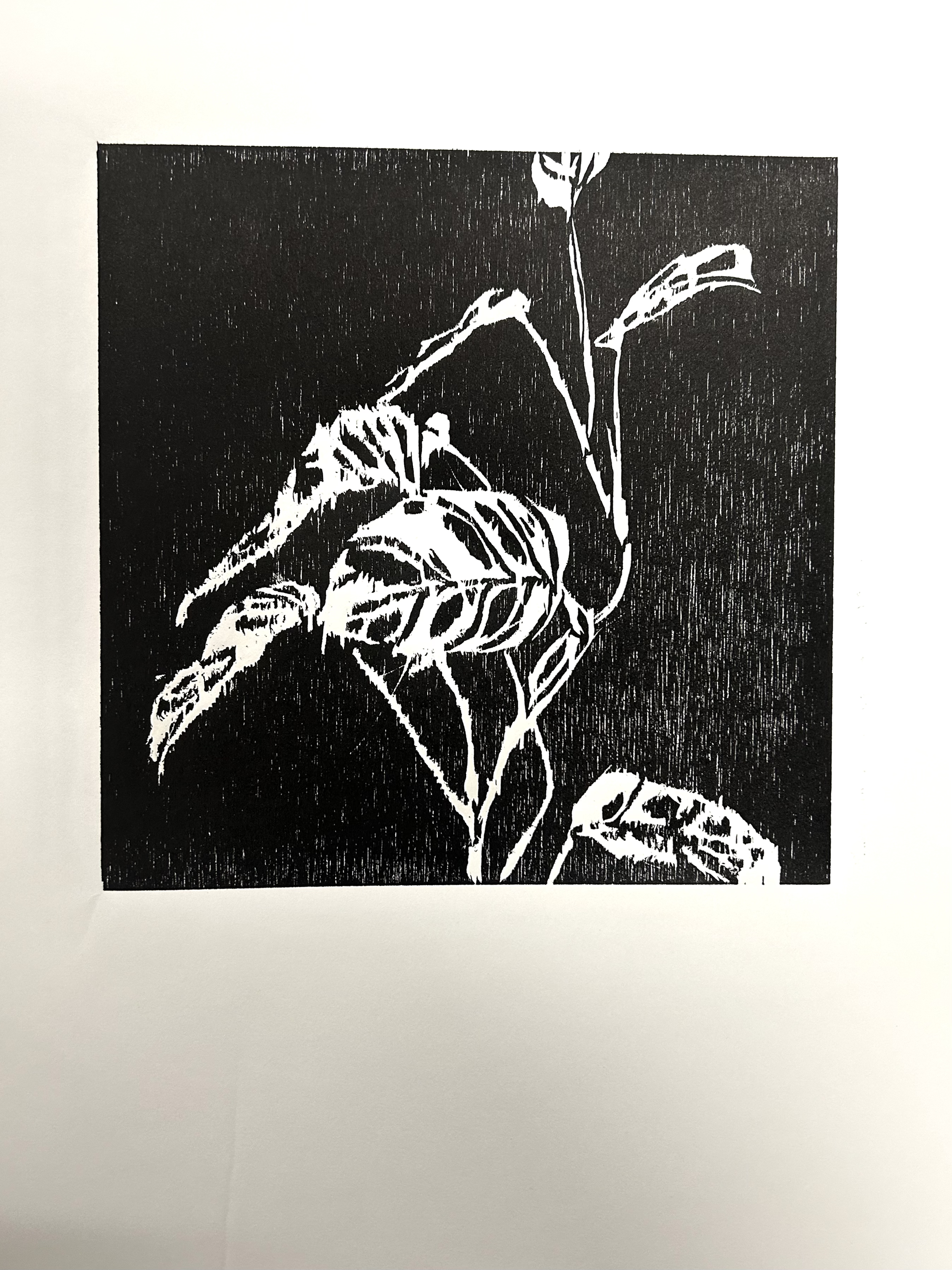 'monstera adesonii' woodcut print on paper, 2024