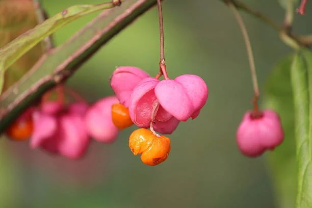 Native plants for autum colour