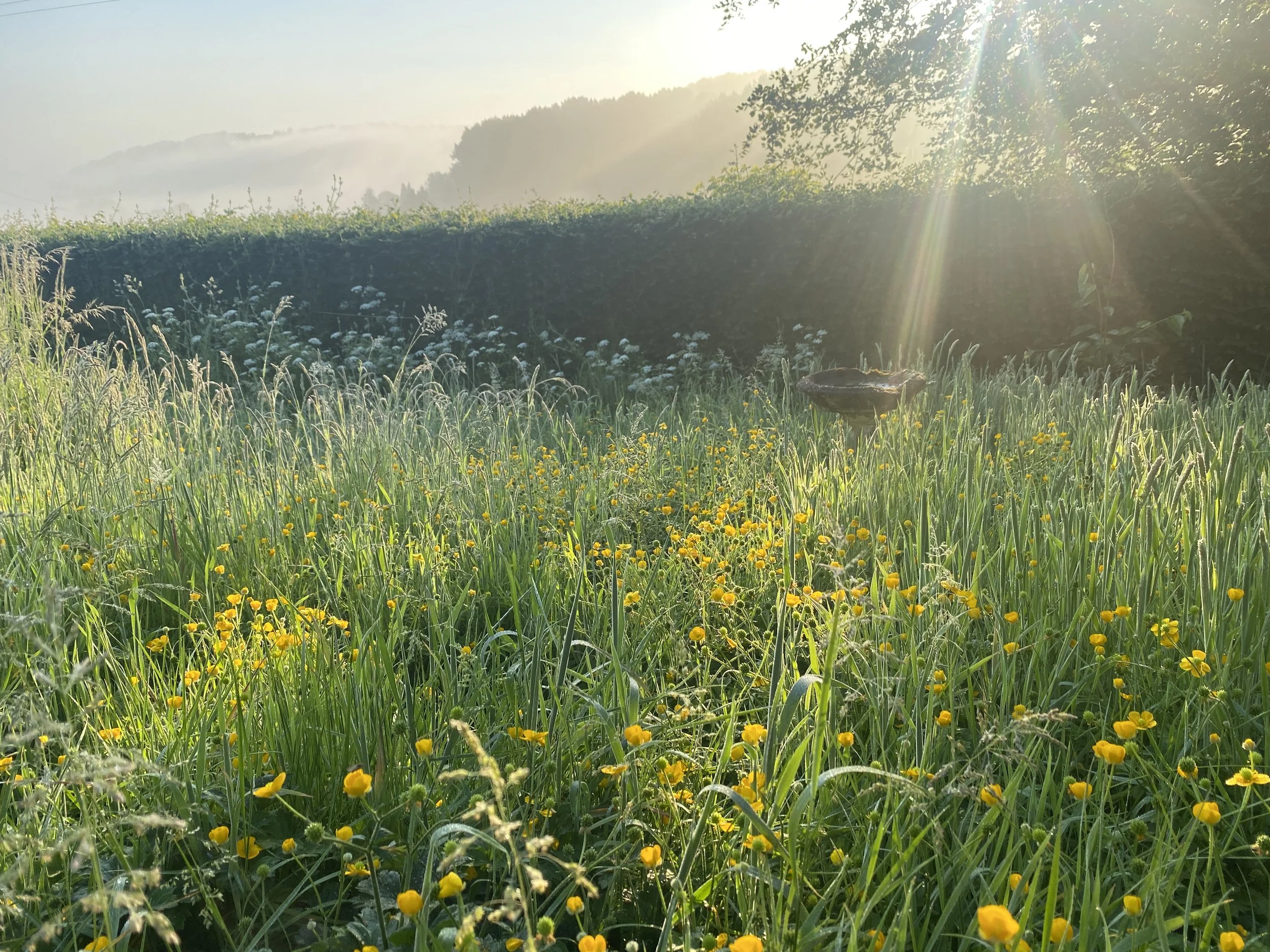 Five Tips to Rewild Your Garden