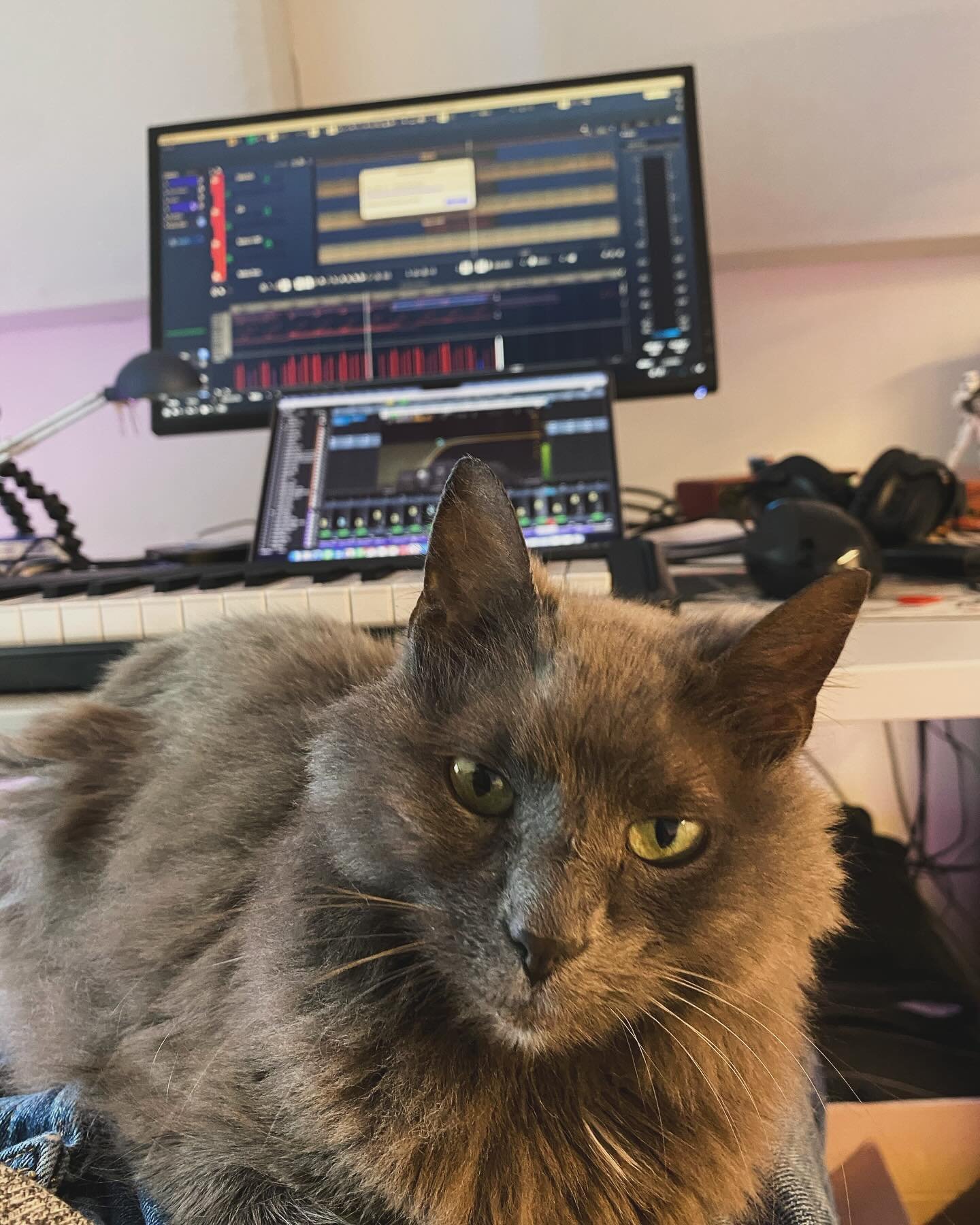 &ldquo;Did you even CHECK the mix in mono before bouncing it?&rdquo;

Cats are sassy and zero help in the studio. That probably would have been a good idea though&hellip;
.
.
.
.
.
.
#mixing #cubase #cat #videogamecomposer #composer #swisscomposer #s