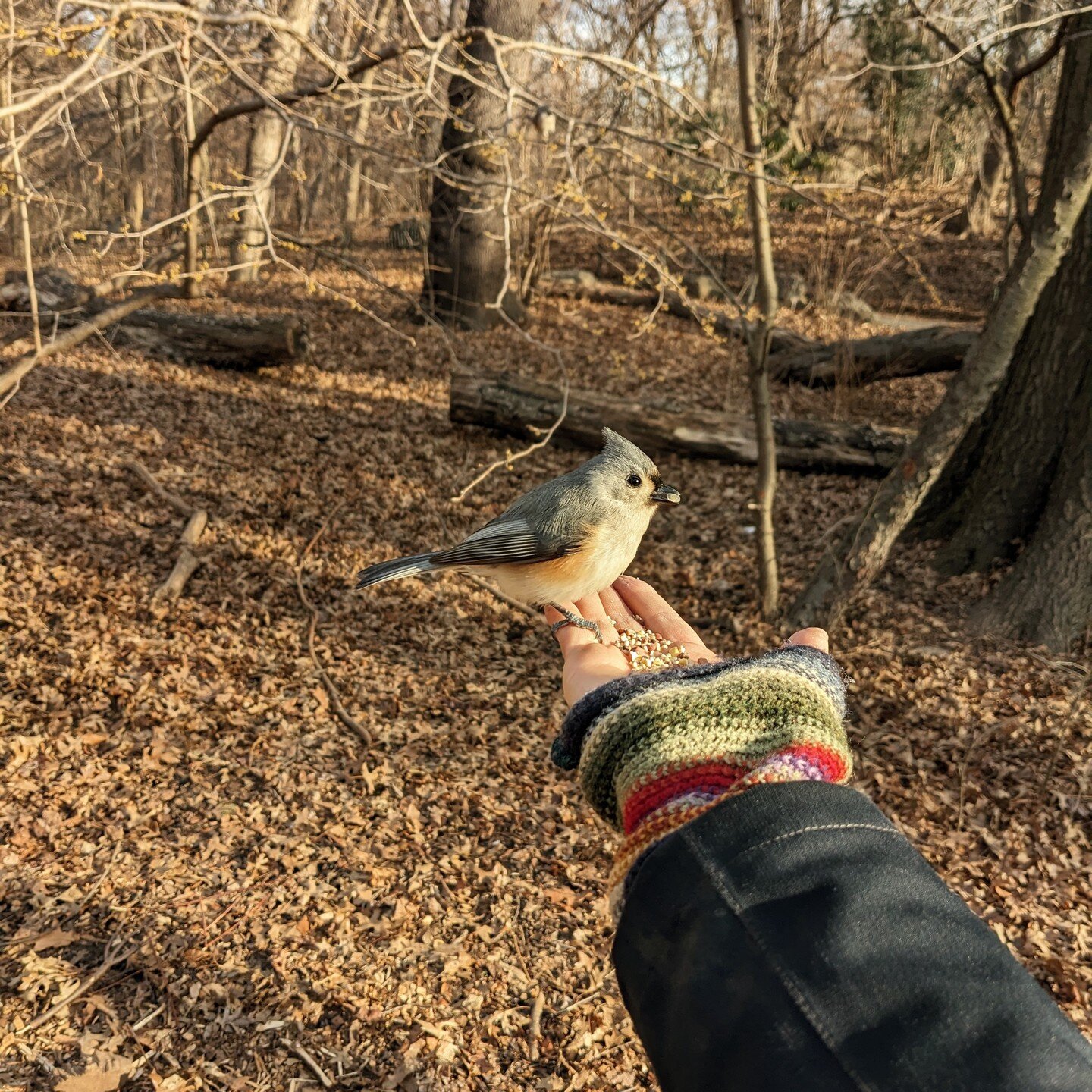 Moment of Wonder:

This little tufted titmouse landed in my hand to eat a winter snack of birdseed.

Holding this beautiful creature--feeling his delicate body and his strong grip--was truly awe-inspiring. 

Thank you, world. 💛

P.S. I'm going to be