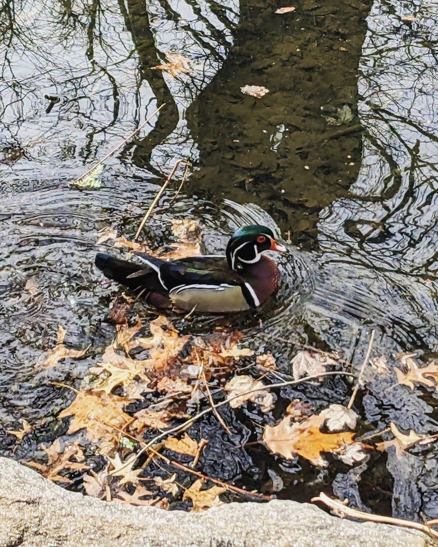 Moment of Wonder. 

Seeing a wood duck in the park with a group of eight children and their caregivers. Watching the duck swim gently around in the pond, hearing the &quot;oo's&quot; and &quot;wow's&quot; of the caregivers, and listening to a few chi