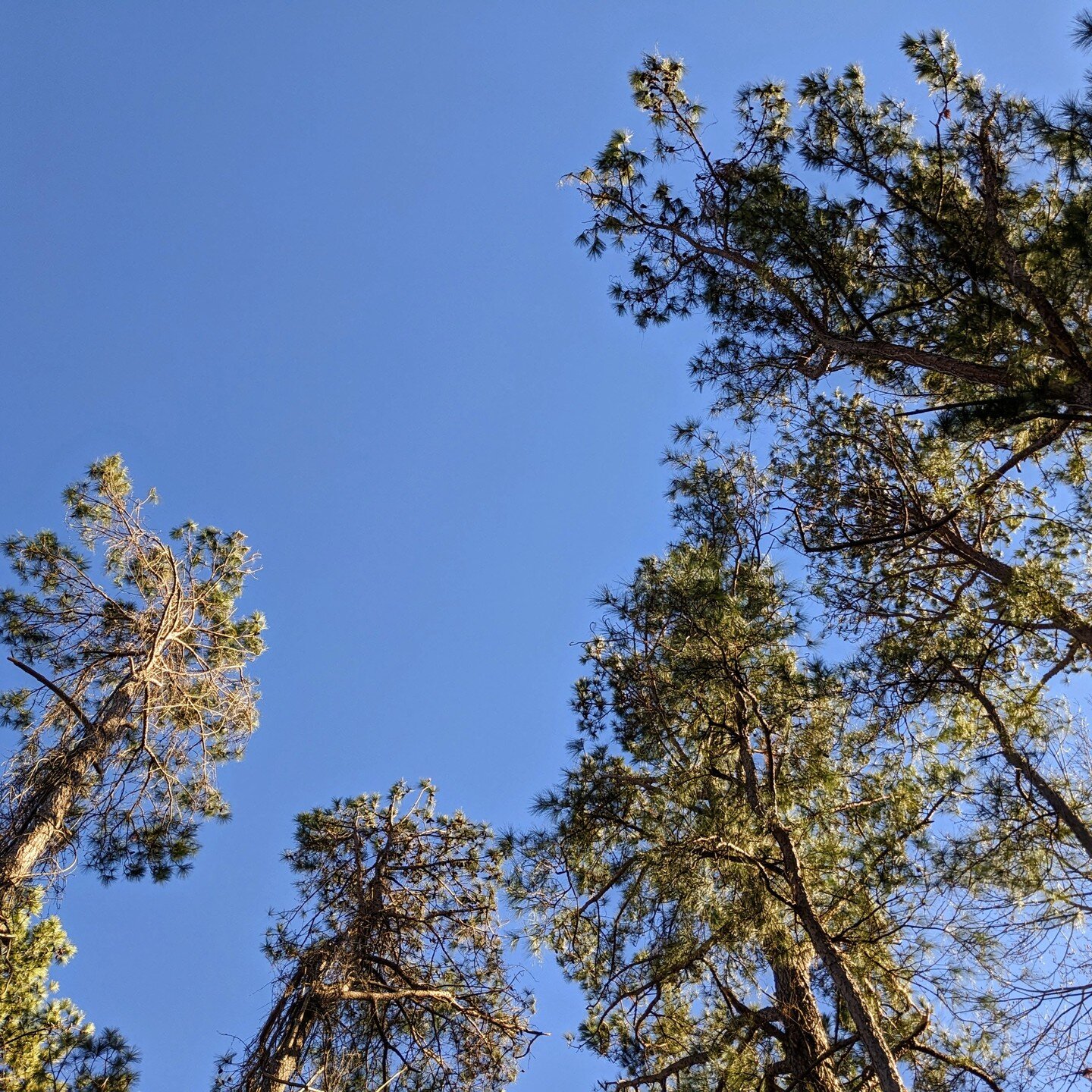Moment of Wonder.

Staring up at the trees I could name as a child (loblolly pines) as I sit in my father's yard filled to the brim with gratitude for these gentle beings and the Life they have supported. 

Growing up in the southeastern US, loblolly