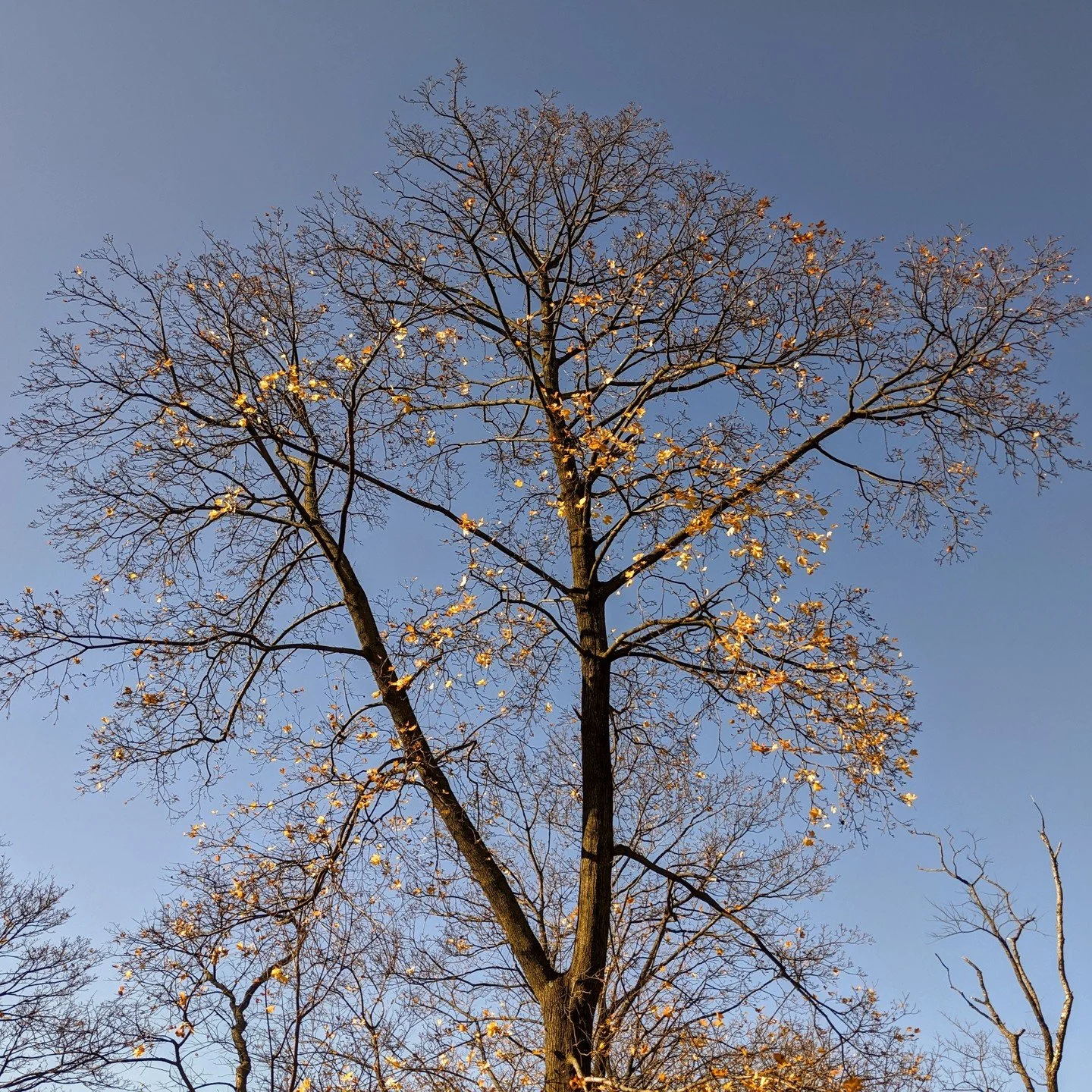 Happy Autumn Equinox. 🍂

I recently came across this quote from Robert Bly: "We did not come to remain whole. We came to lose our leaves like trees. Trees that start again."

As the Earth continues to spin and we welcome Autumn here in the