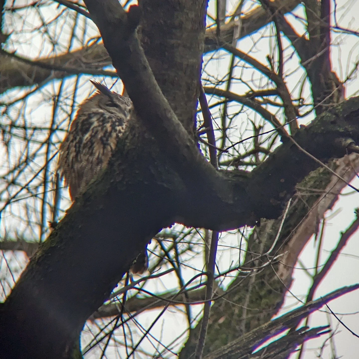 Moment of Wonder. 

Witnessing the now-famous New Yorker, Flaco. This Eurasian Eagle-Owl that escaped from the Central Park Zoo in early February has now been living in Central Park as a wild animal. He has learned to hunt for himself in a matter of 