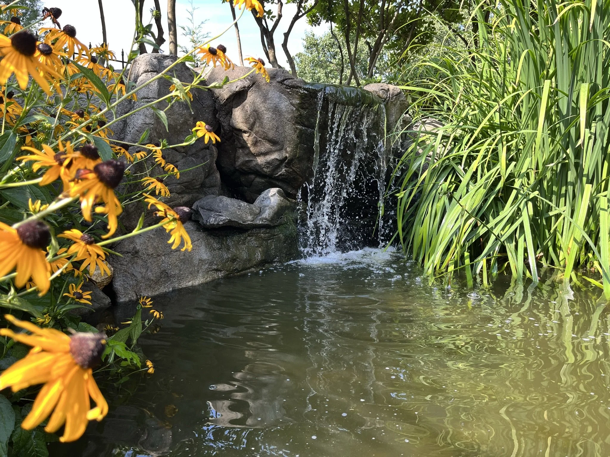 Small waterfall flowing into a pond, surrounded by yellow rudebeckia “black eyed Susan”  flowers and irises.
