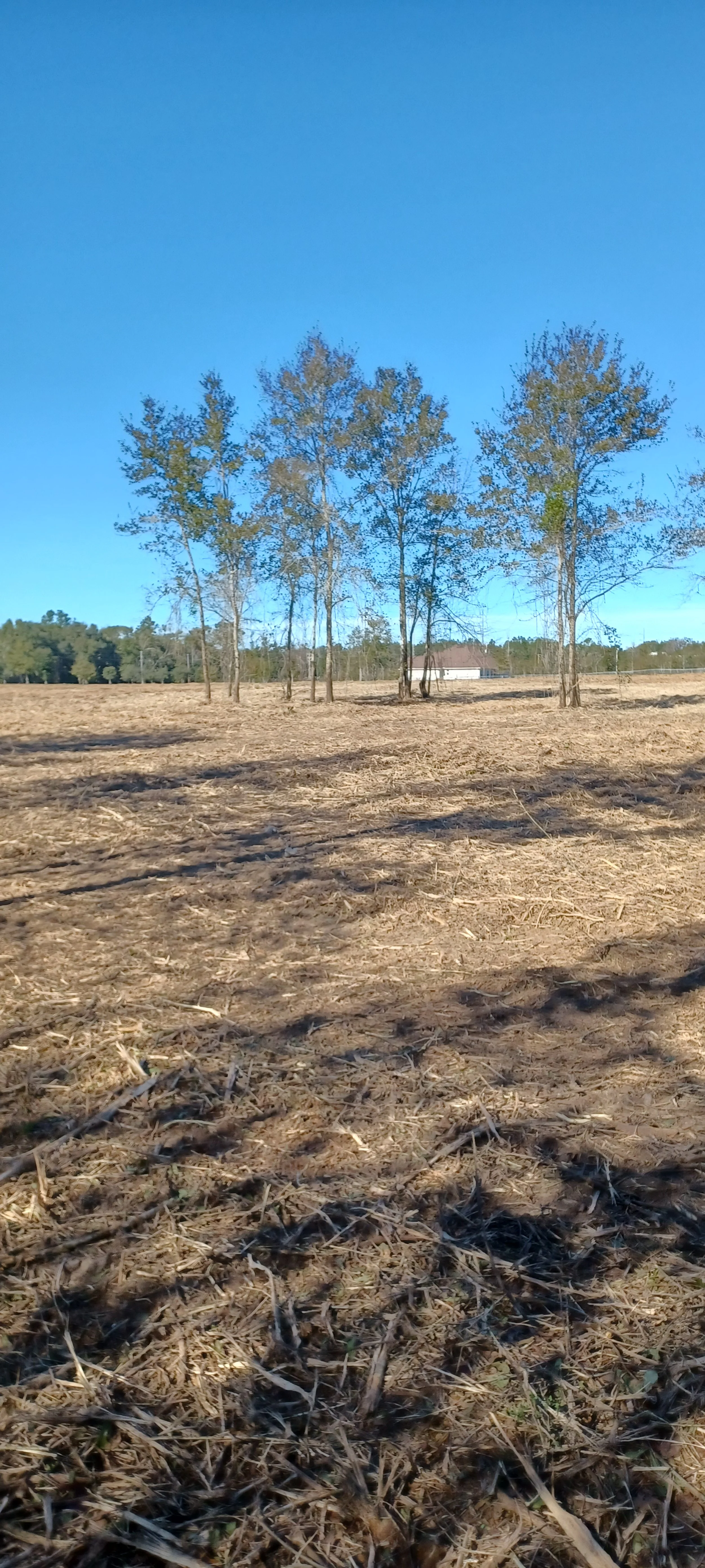 Barren land with patches of dried grass and a few trees in the background under a clear blue sky.