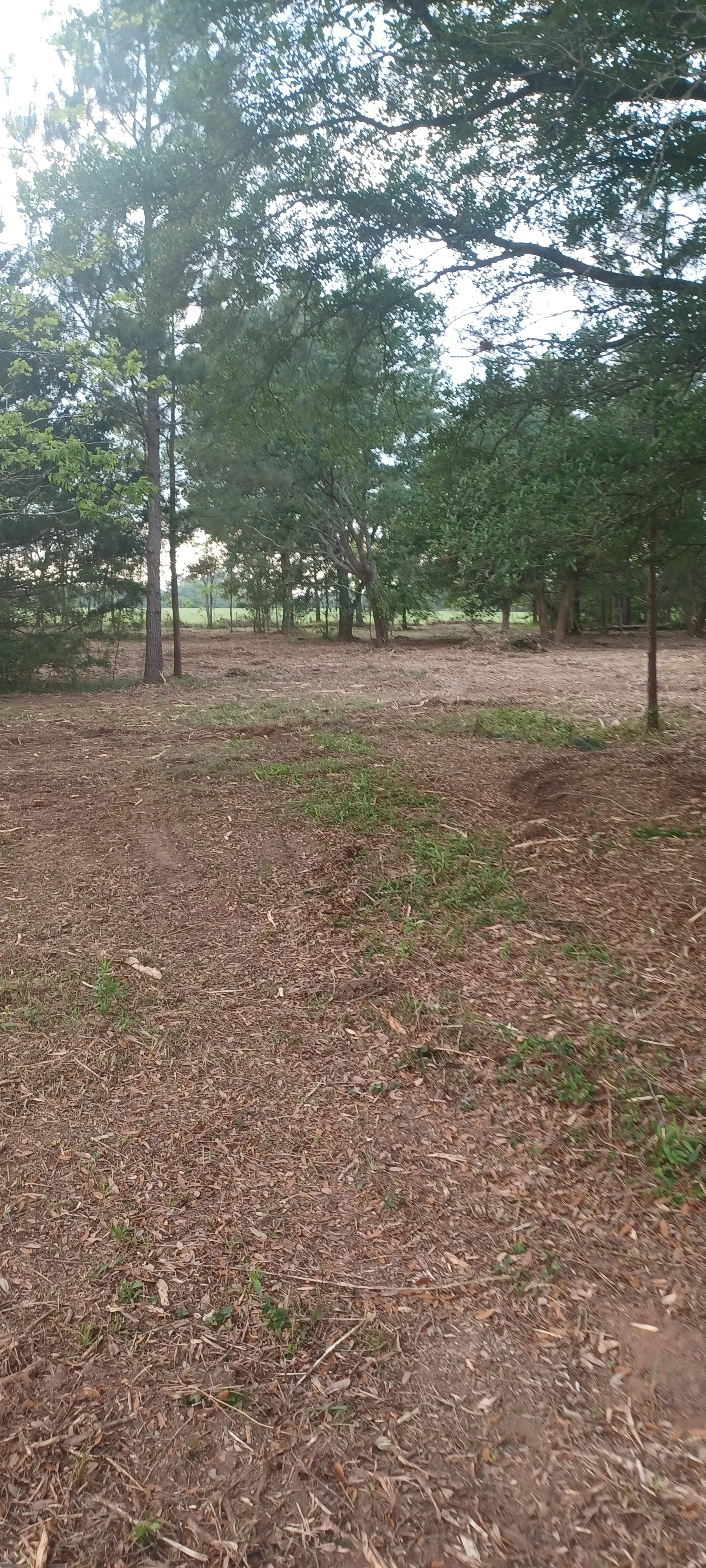 Forestry mulching clearing in Baldwin County, AL — underbrush removed and usable ground opened up by RBS Landworks.
