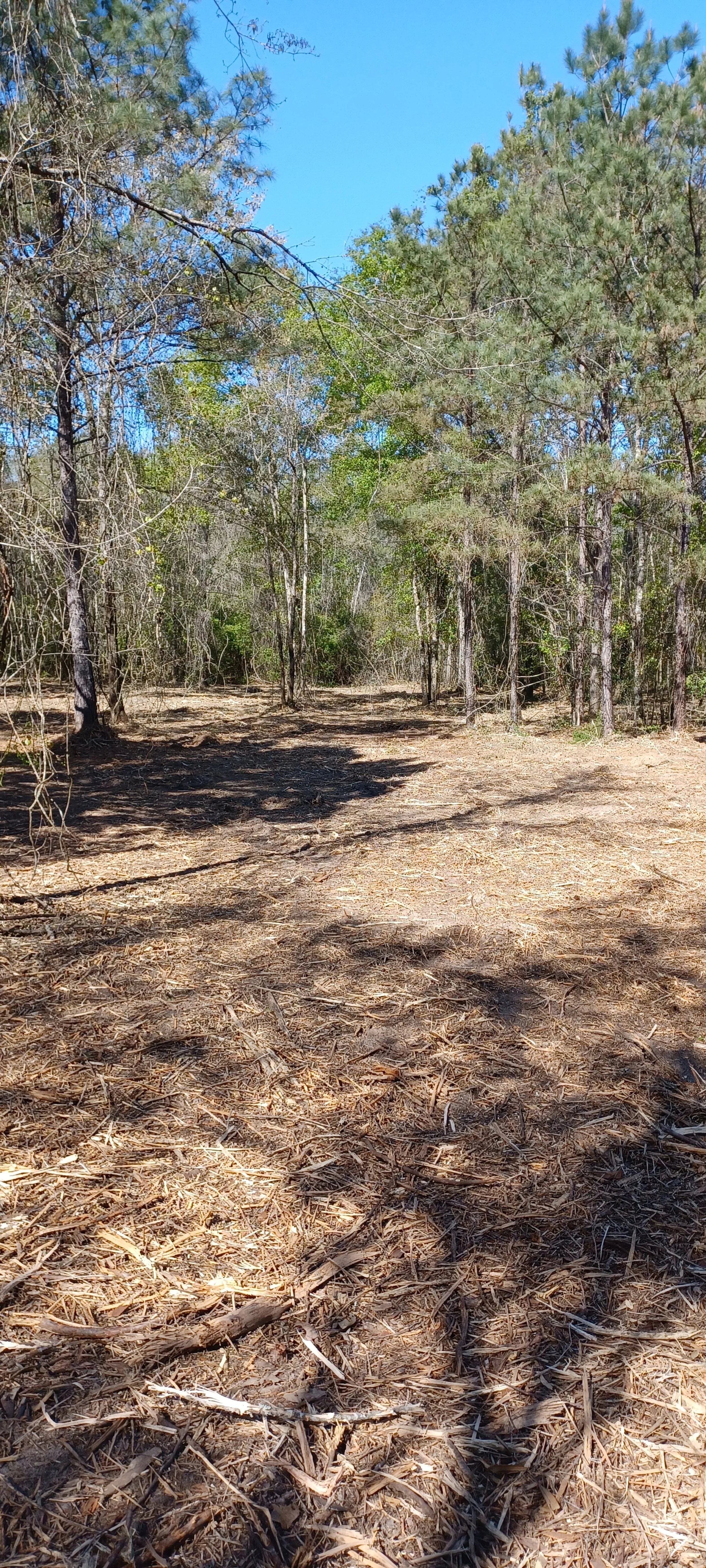 Trail and access path cleared through the woods — easier property access after forestry mulching by RBS Landworks.
