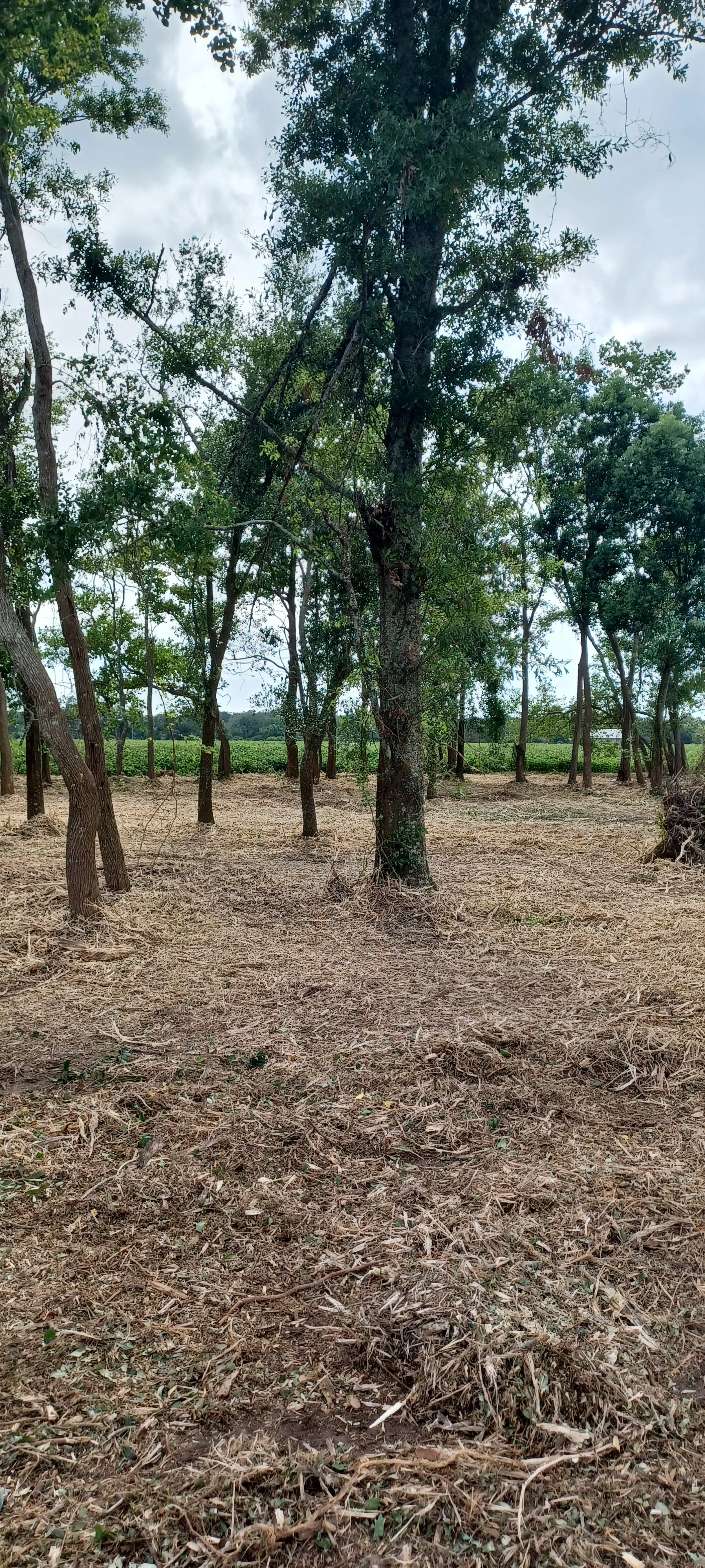 Underbrush cleanup in Spanish Fort, AL. A wooded area opened up for easier access and maintenance with forestry mulching by RBS Landworks (Baldwin County land clearing).
