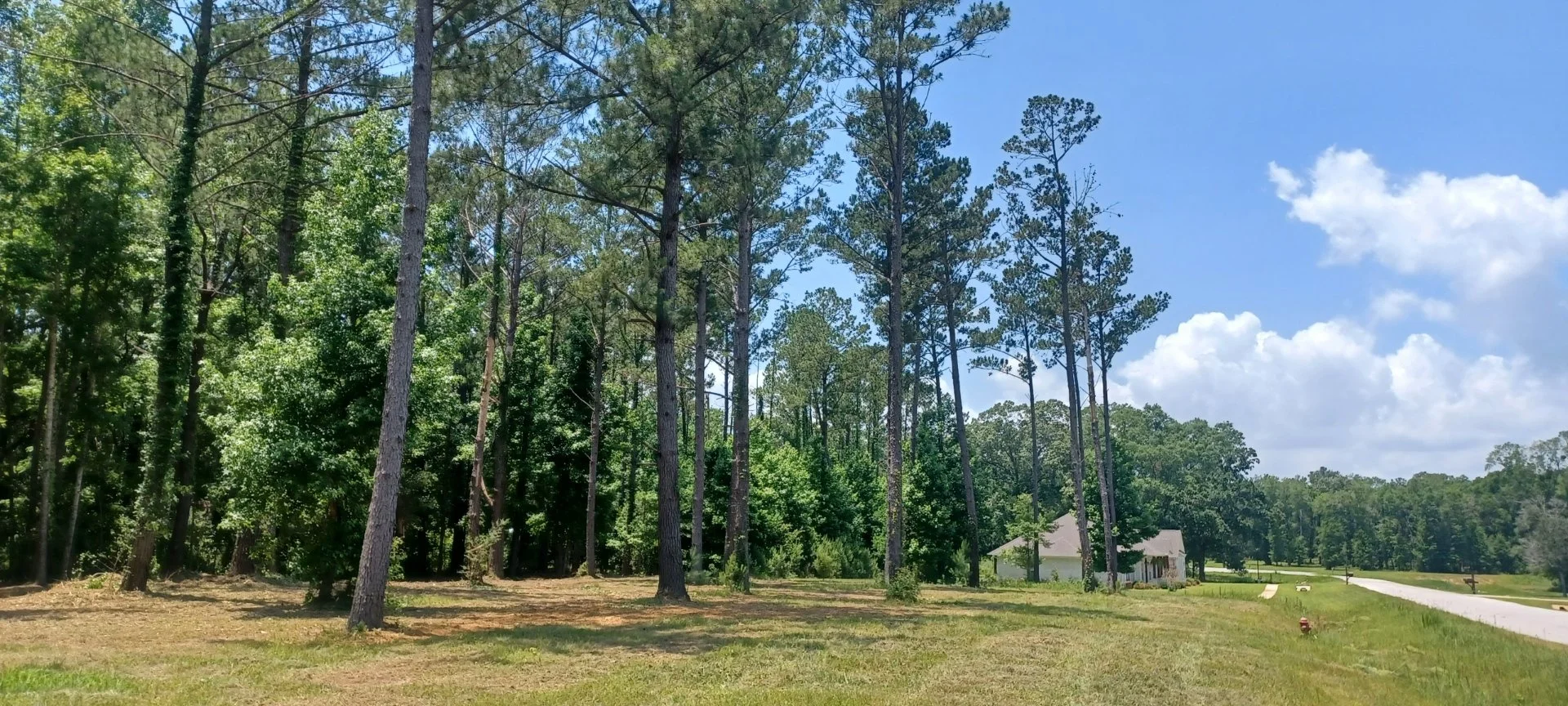 Residential lot cleared with a Forestry Mulcher