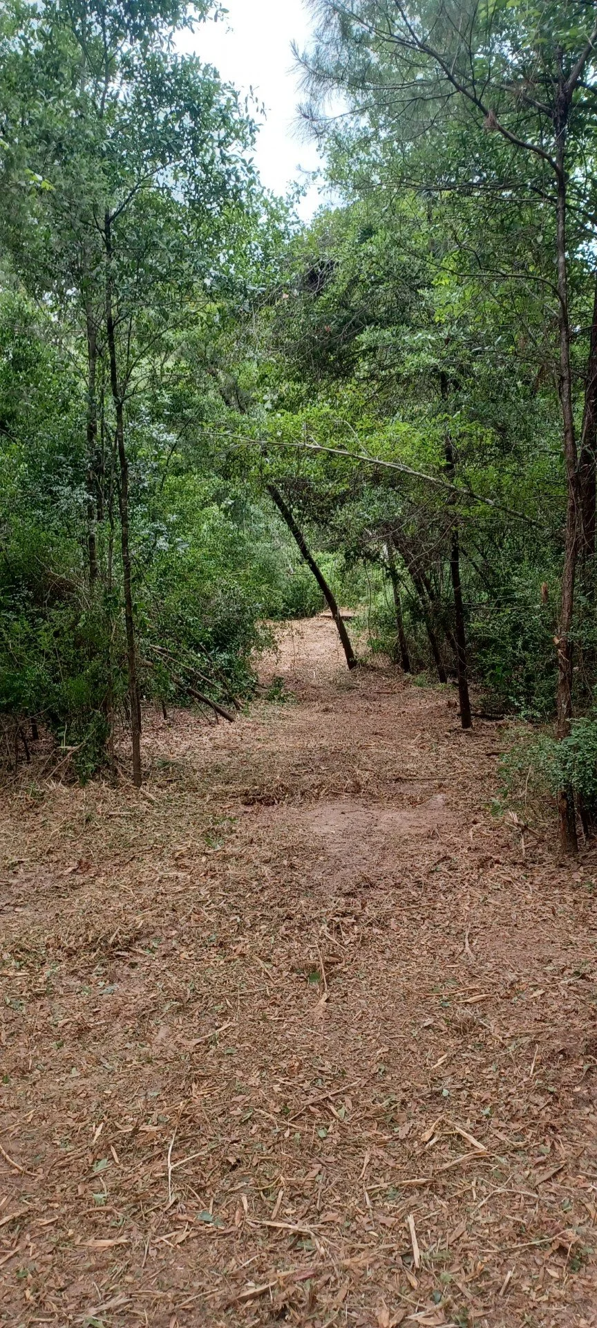 Daphne, AL Forestry Mulching job