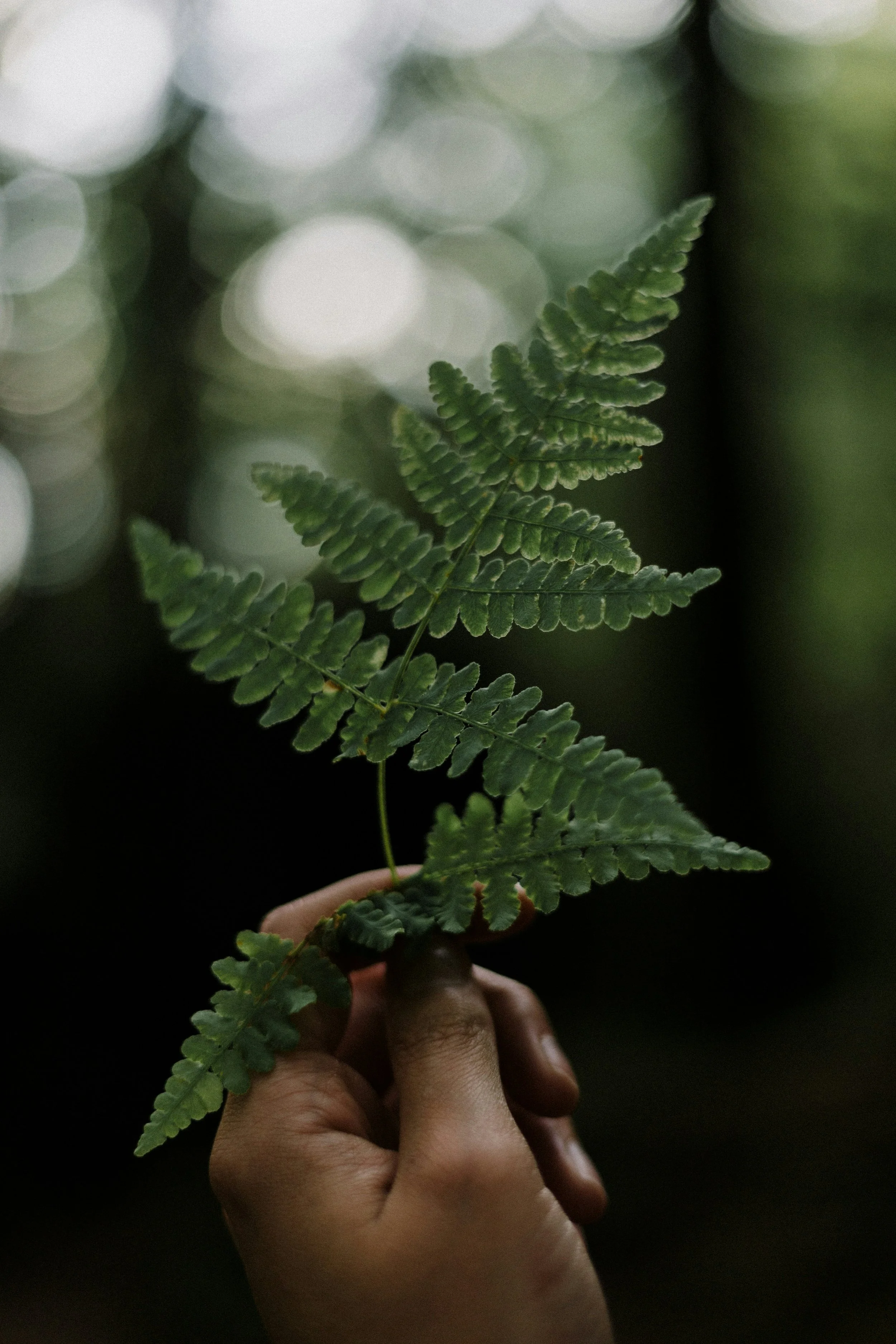 A therapist in Windsor's hand holding a fern leaf in Ontario