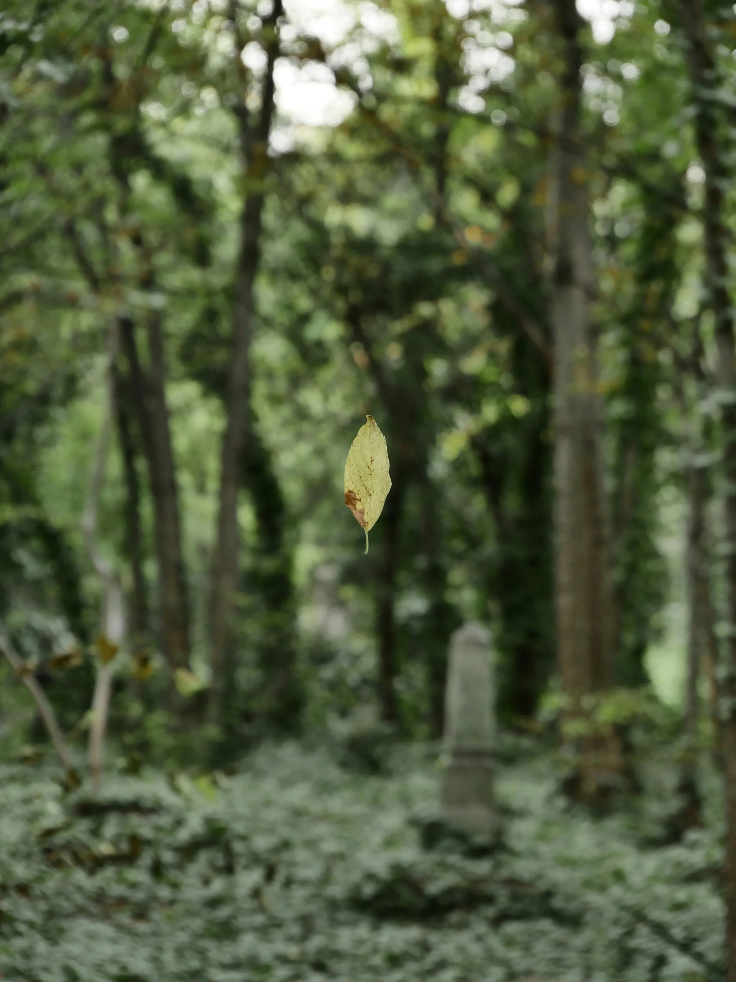 A floating leaf in forest showing relief therapy in Windsor Ontario can bring.