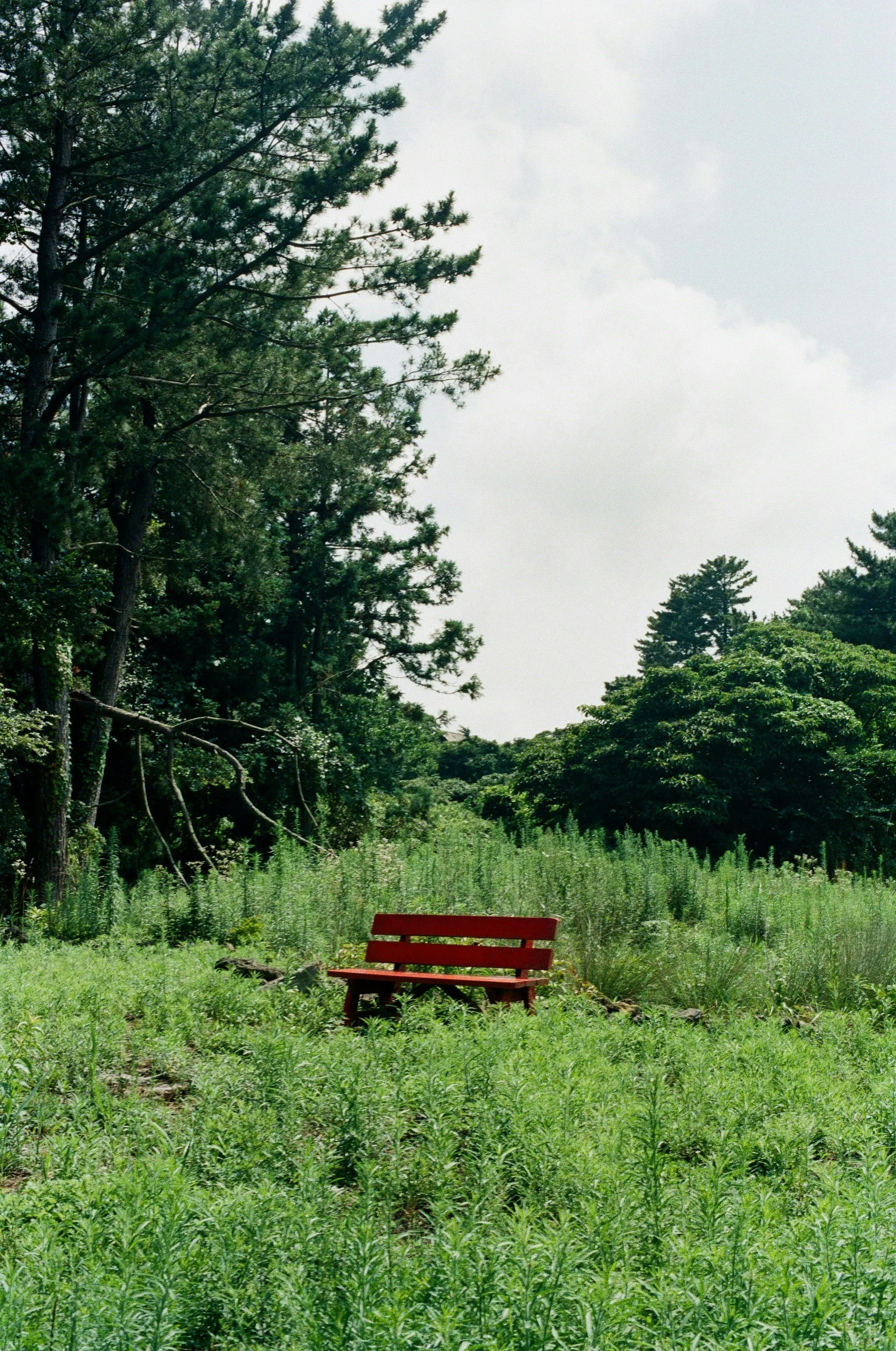A red bench in a forest clearing to think about therapy in Windsor Ontario