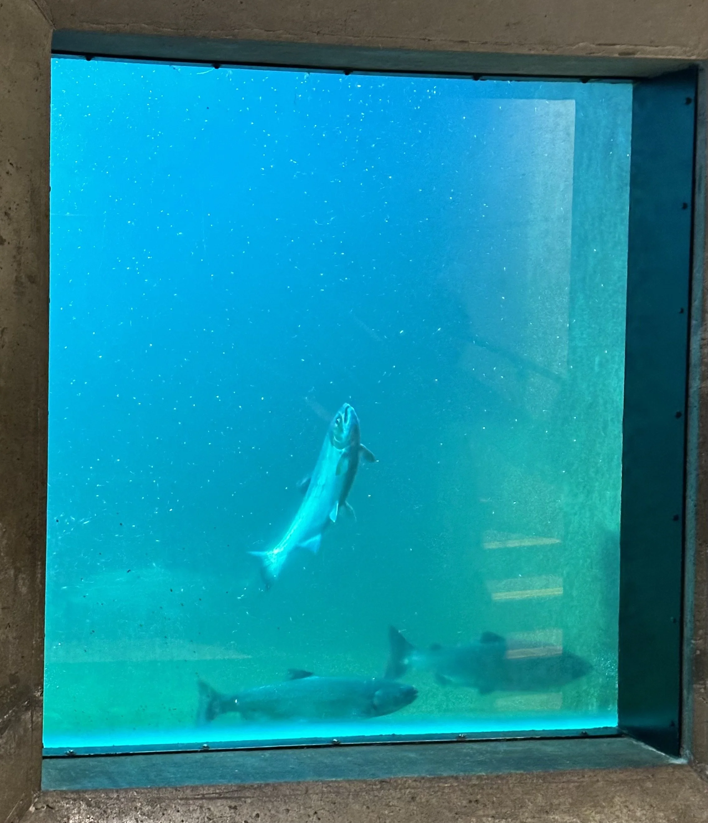 Fish in Ballard Locks, Seattle Washington
