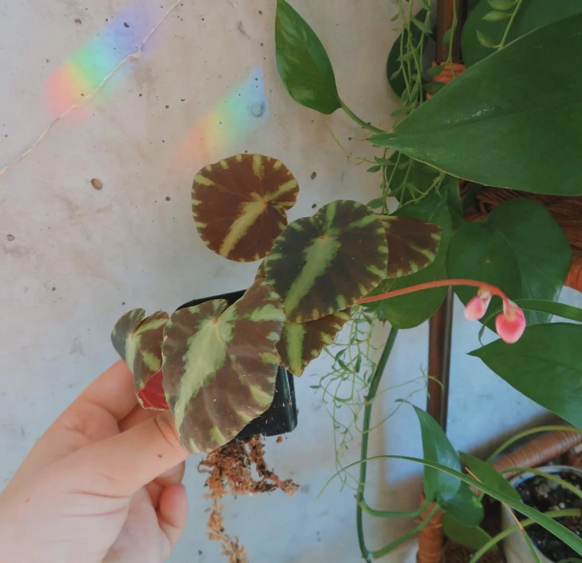 hand and rainbow.jpeg