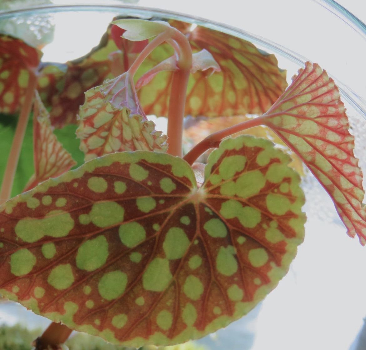 plant close up 1.jpeg