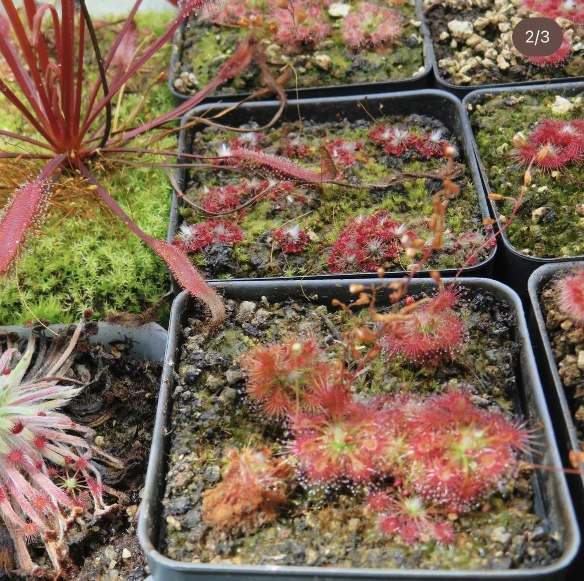 plant close up 3.jpeg