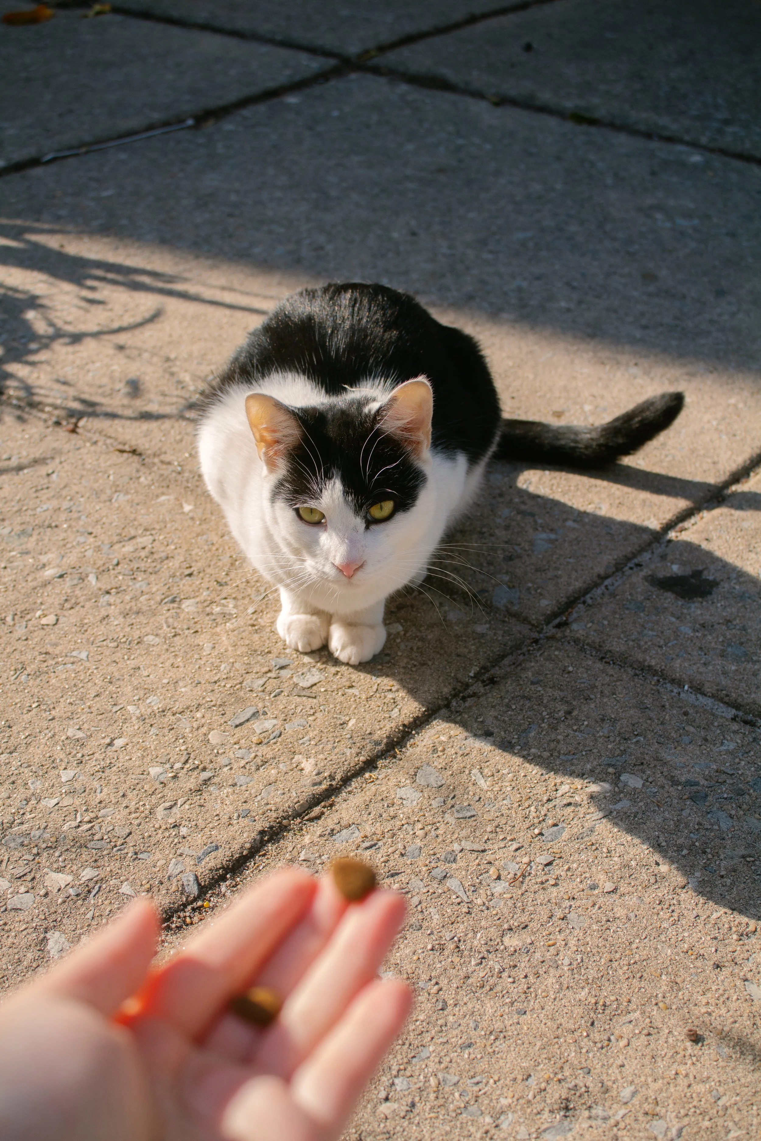 A black and white community cat crouches on the pavement while eyeing treats in a visitor’s hand at Mantua’s Cat Park. 