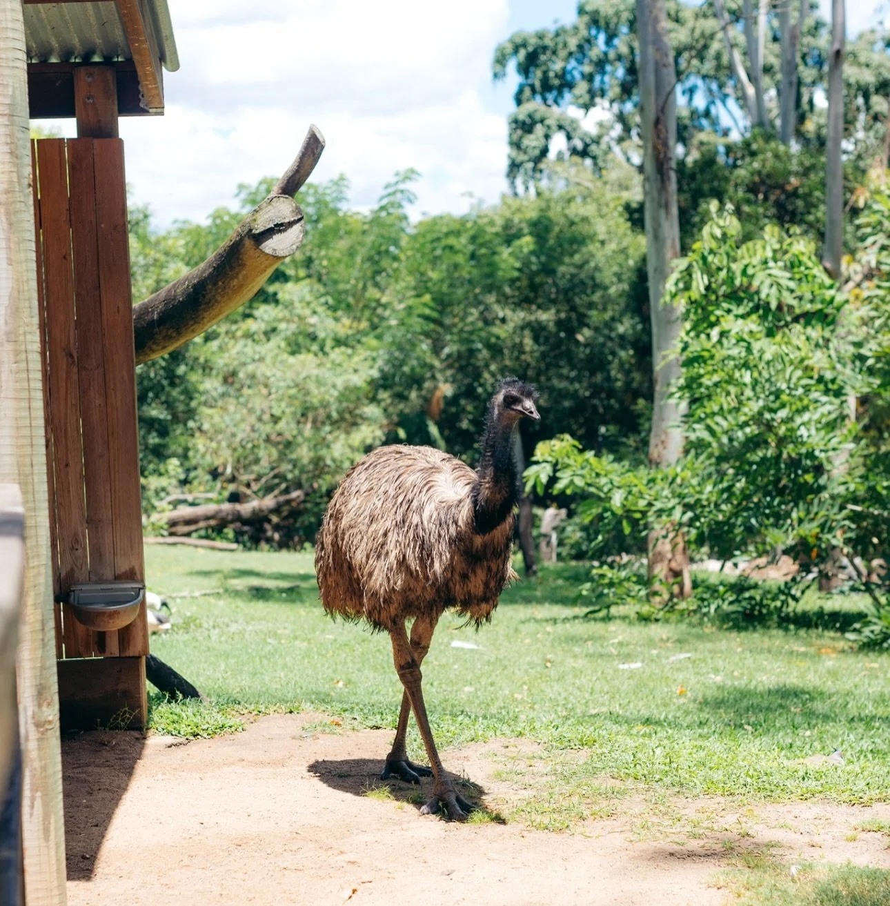 Few of the residents at Rockhampton zoo.