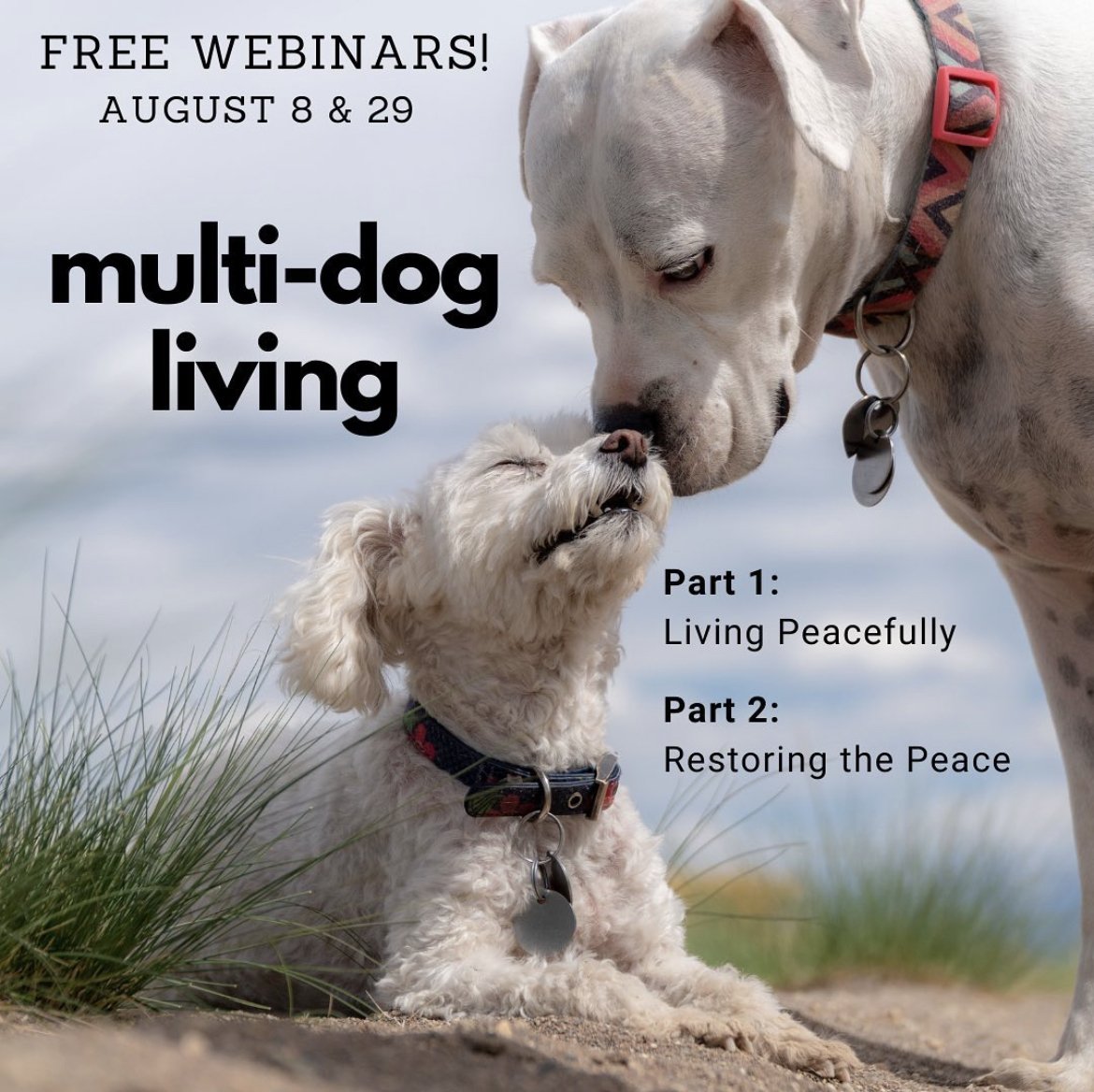 Multi Dog Madness Webinar