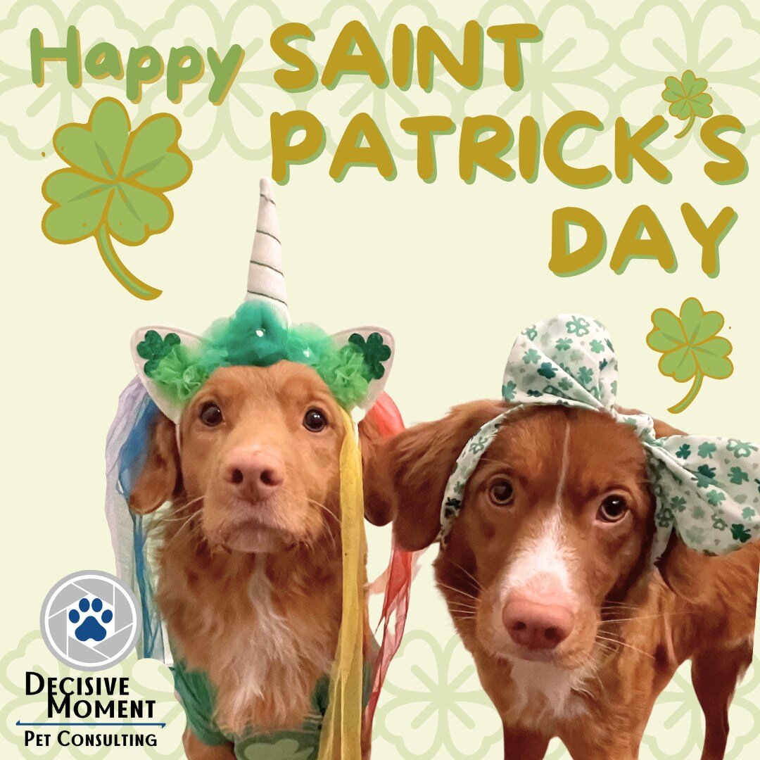🍀 Happy Saint Patrick's Day! 🍀
 From your favorite Irish Unicorn Lindy and Lass Punky

We hope you're not green with jealousy on how cute they are! 

#saintpattysday #cutedogs #irishdog #carewithconsent
