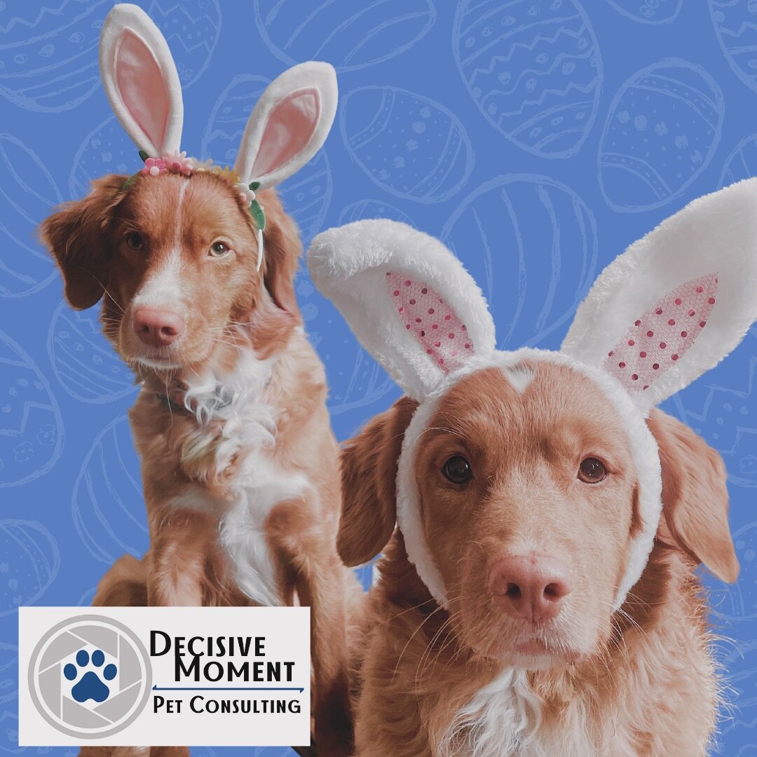 Vintage Looking Bunny Ear Sunday Funday with Lindy and Punky 

As always we practice of our Care with Consent skills to achieve these photos. 

#hoppyeaster #carewithconsent #easterbunnies #cutedogs #easterdogs