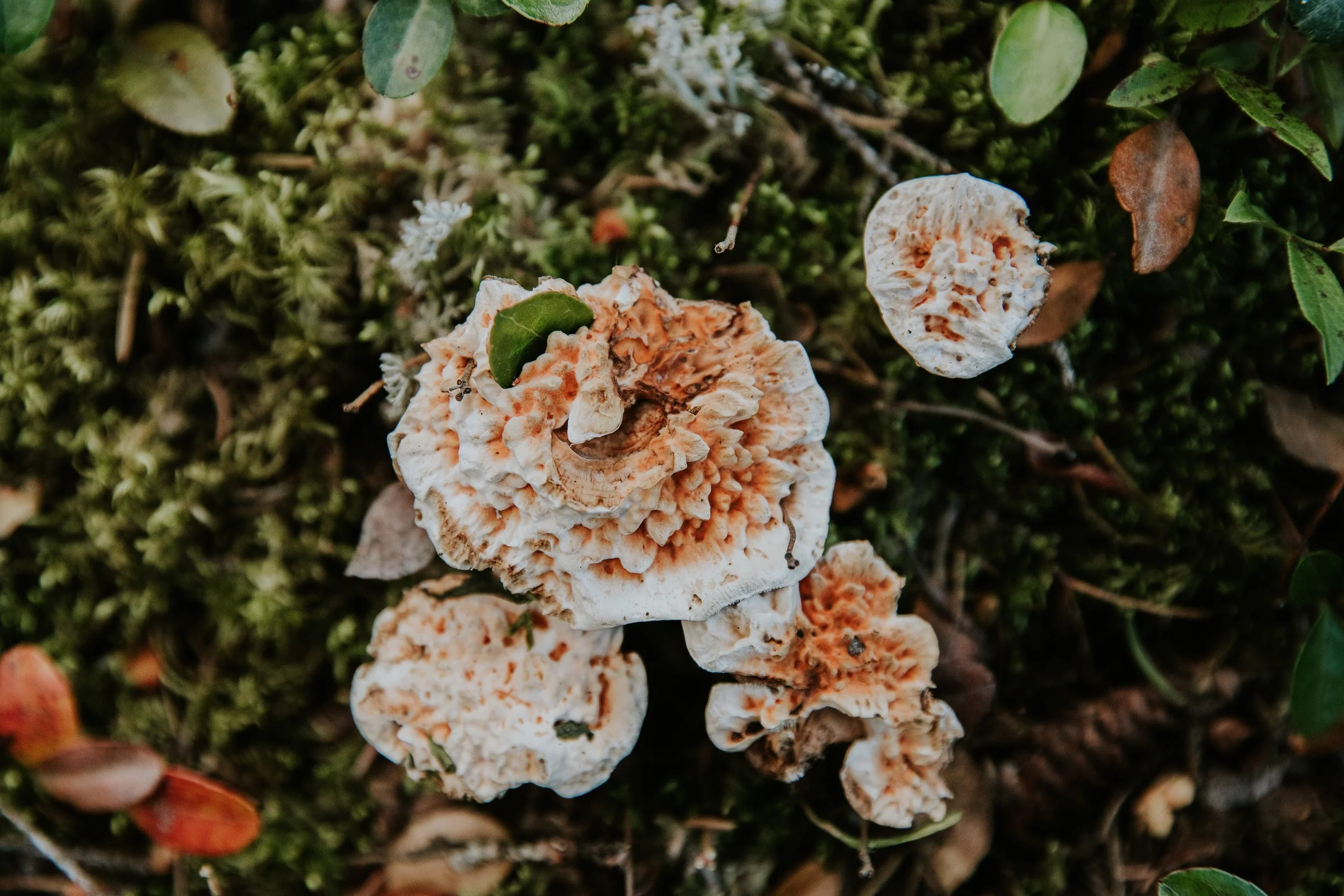 fungi-31 (1).jpg