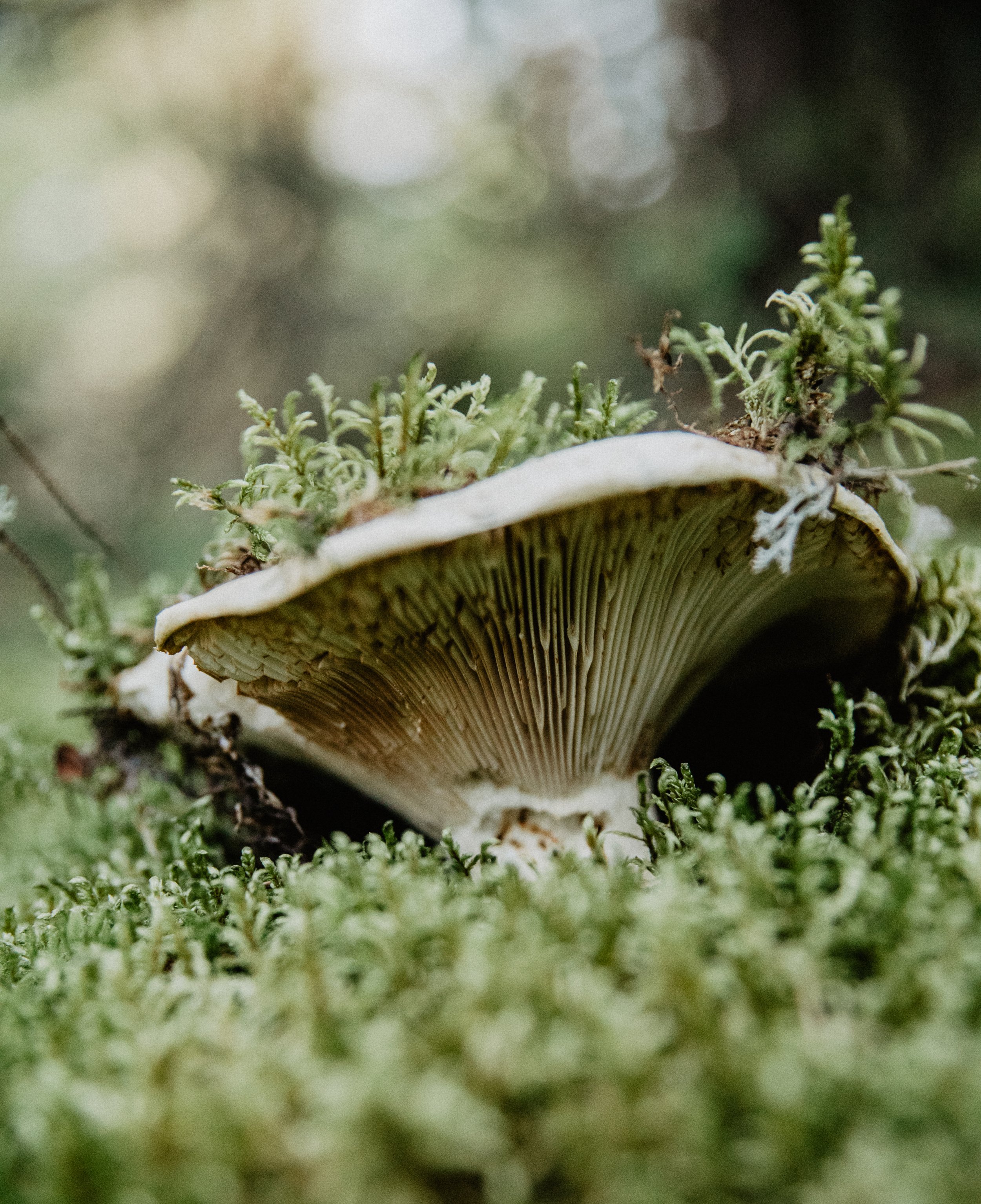 fungi-23.jpg