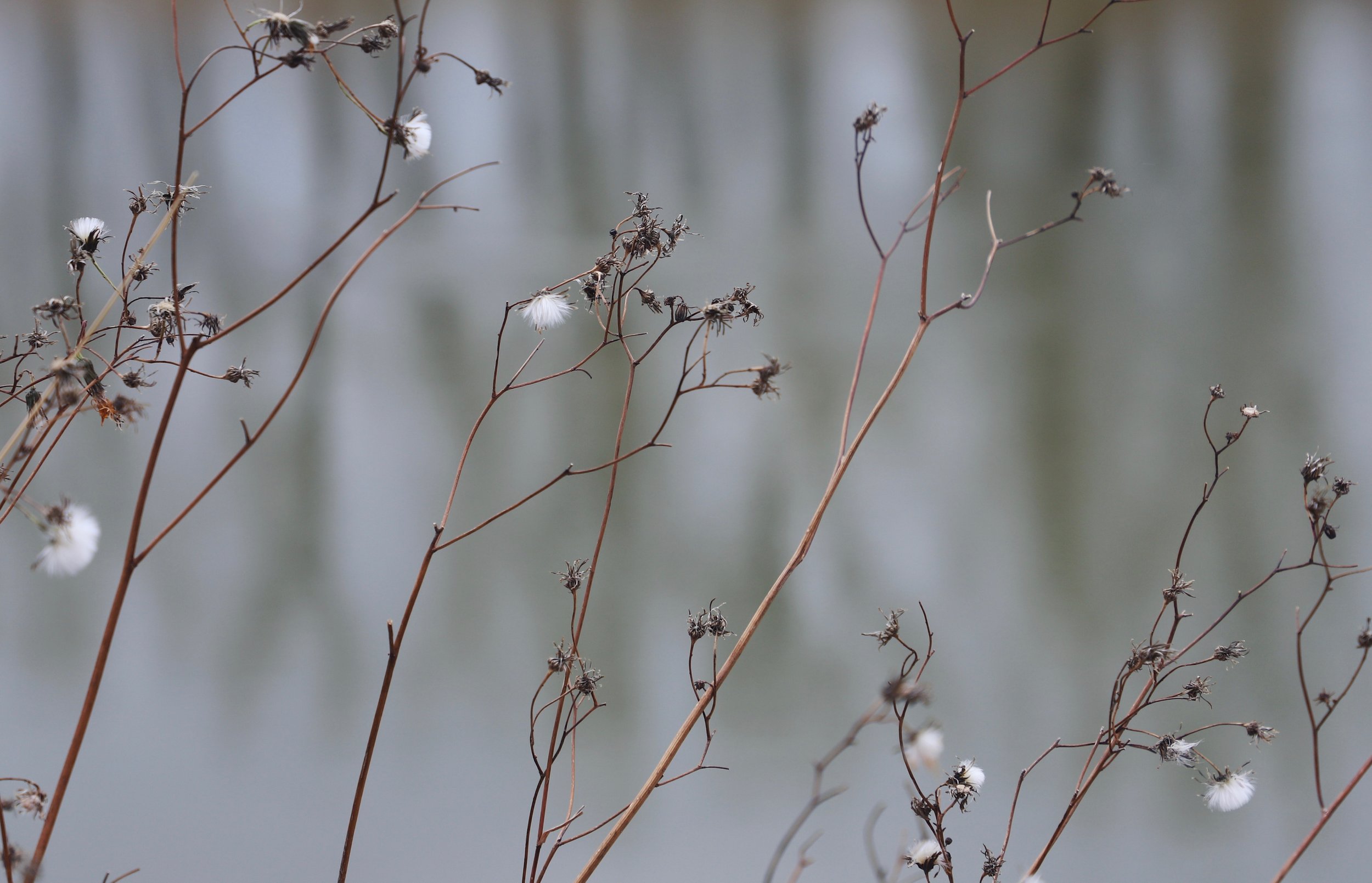 nice river backdrop.jpeg