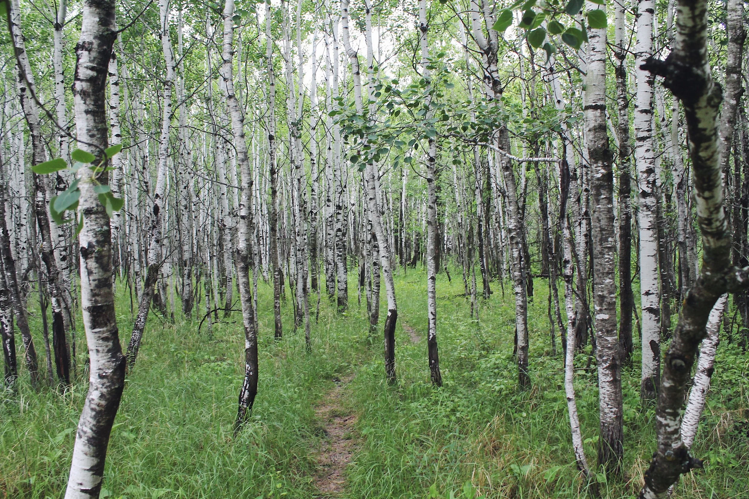 AssiniboineForest_Trees_Scramstad_3.jpg