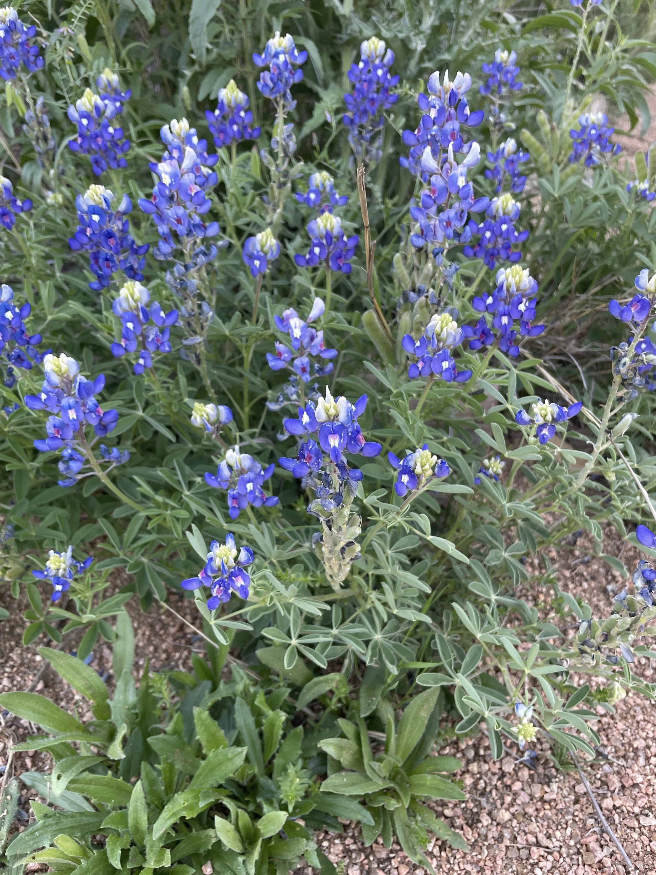 IMG_8269.jpeg