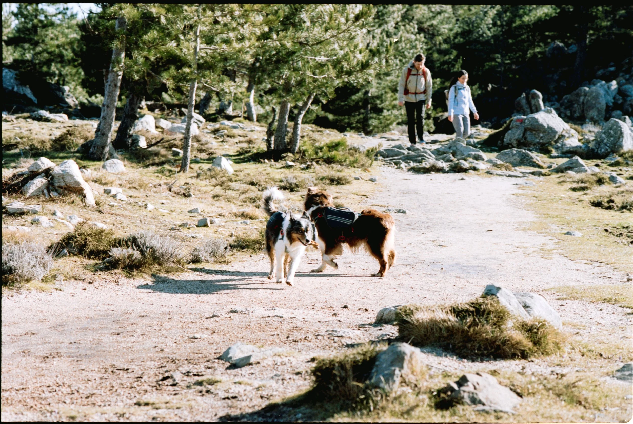 Deux chiens de randonnée marche sur un sentier forestier, avec deux randonneurs en arrière-plan dans une forêt de conifères.