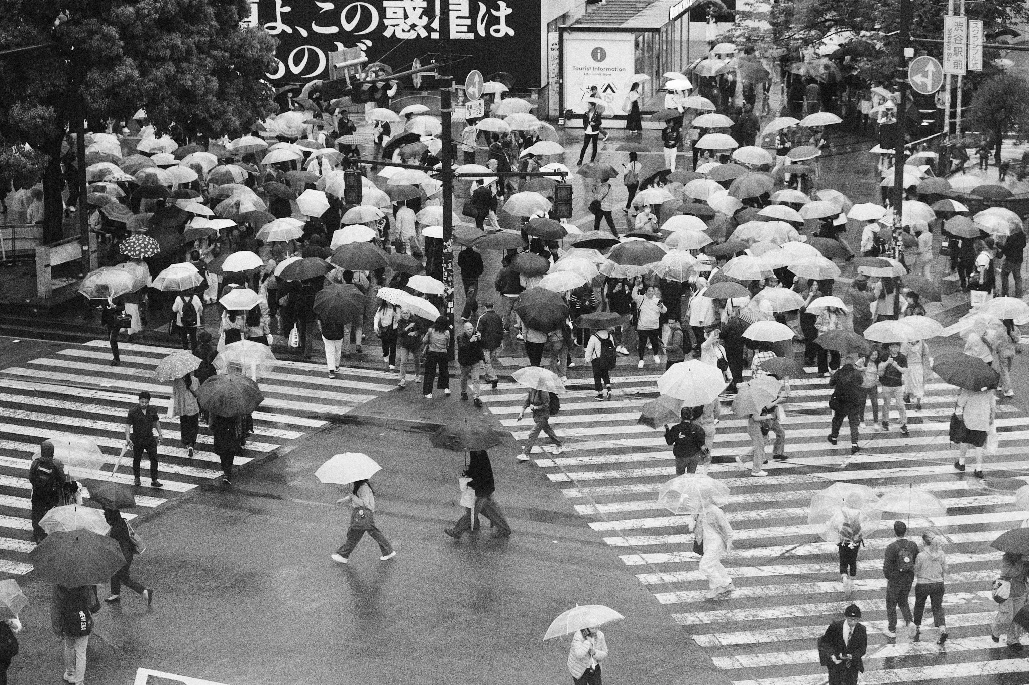 Une minutieuse photo en noir et blanc d’un grand nombre de piétons avec parapluies traversant un passage piéton sous la pluie, avec de nombreux immeubles et panneaux en arrière-plan.