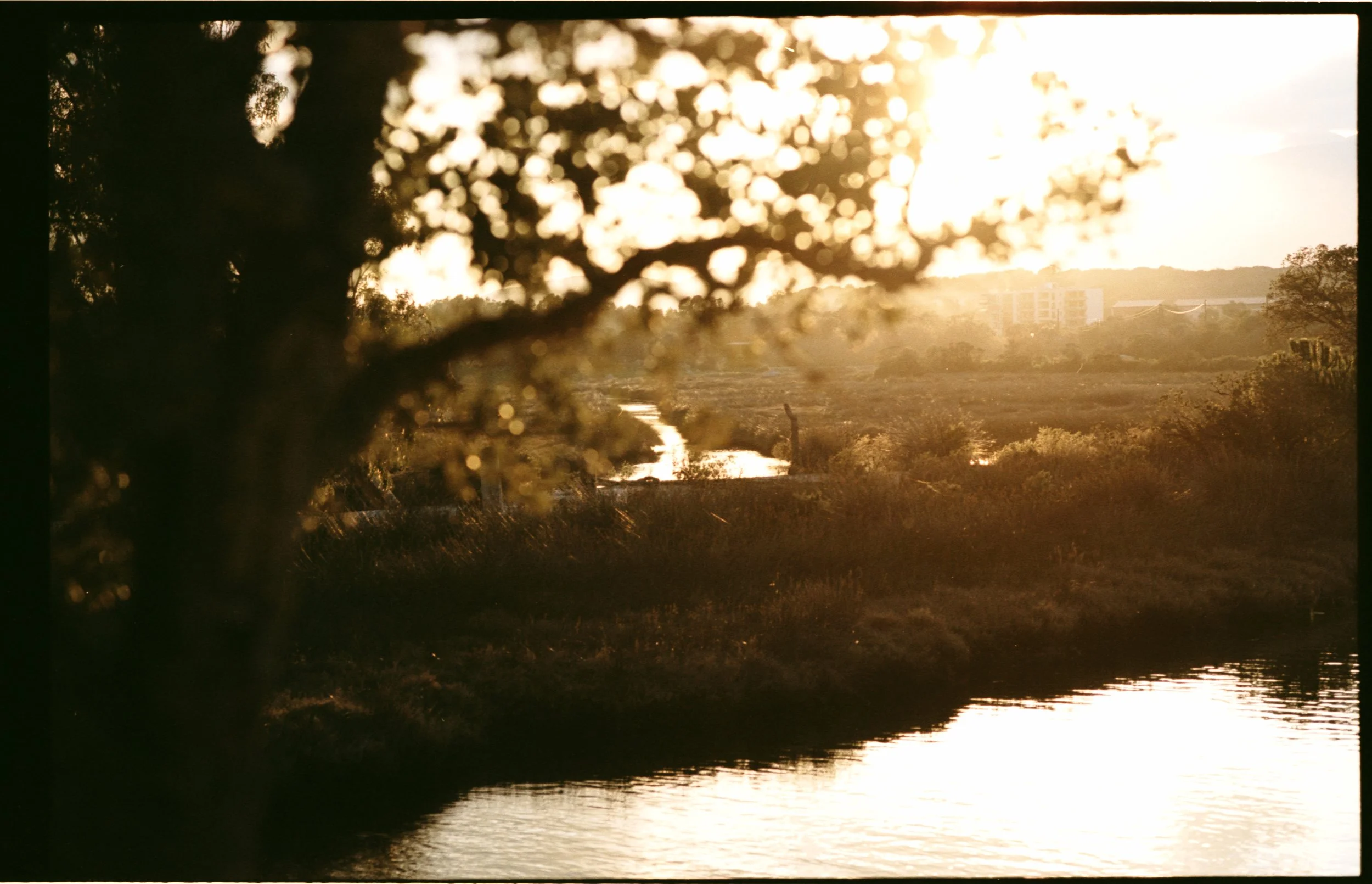 Paysage au coucher du soleil avec une rivière, arbres et bâtiments en arrière-plan.