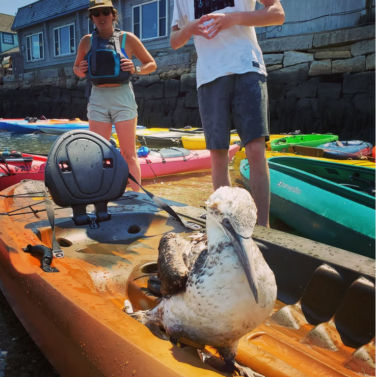 Gannet Rescue by kayak