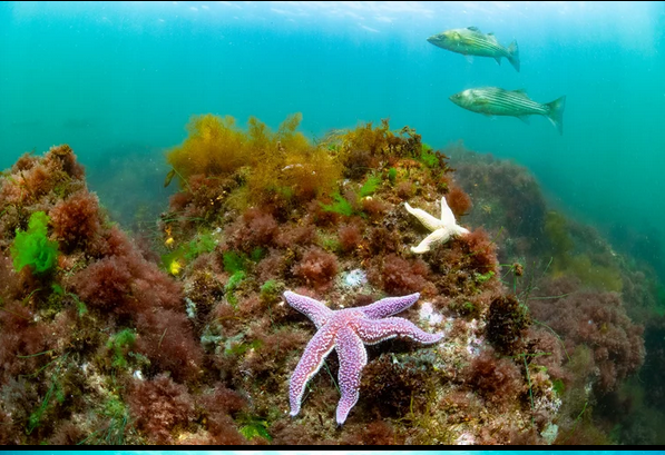 Life Beneath the Waves: Marine Biology and Ecology in Rockport, Massachusetts
