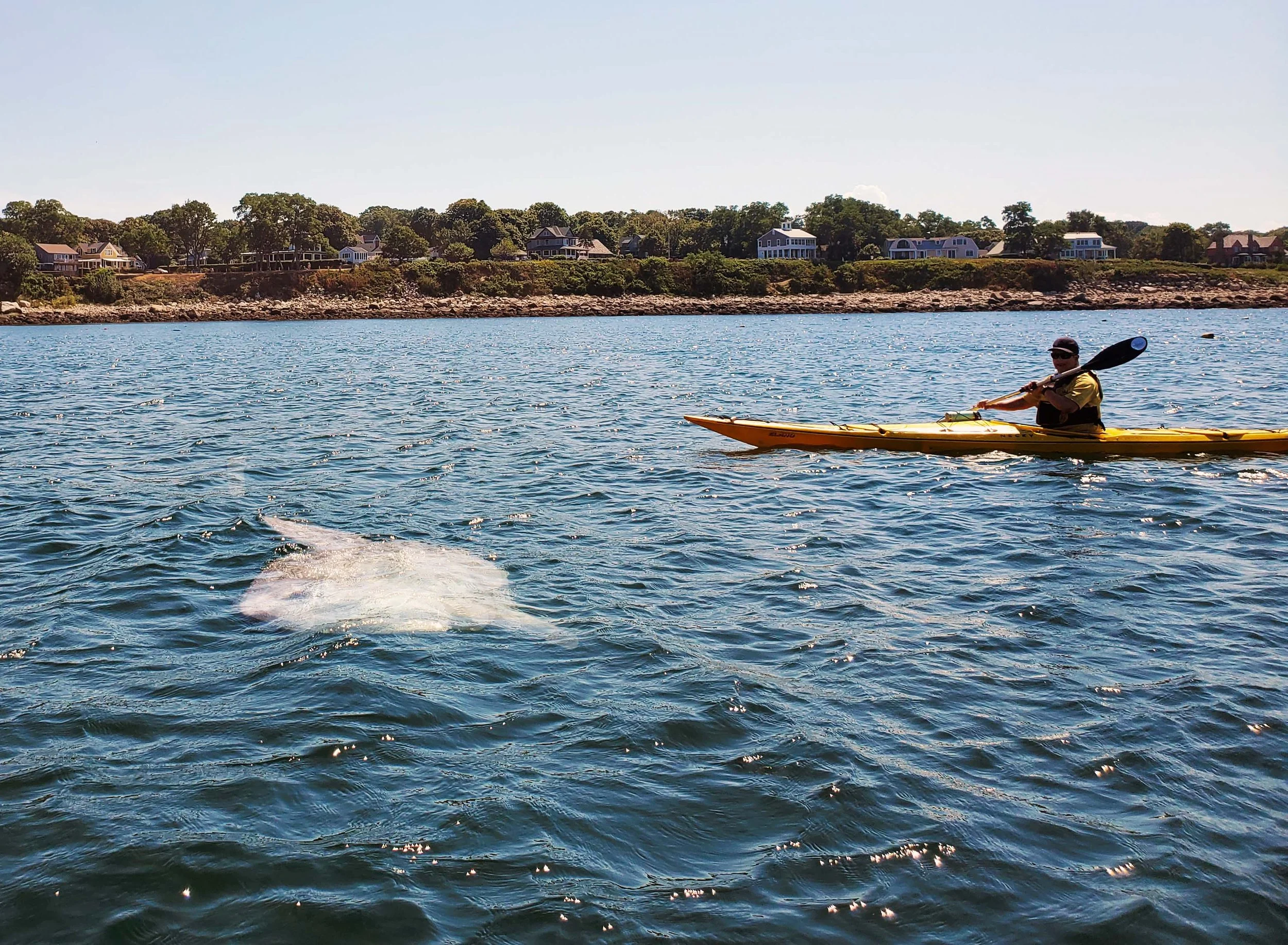 Mola Mola: The Ocean’s Giant, Gentle Oddball