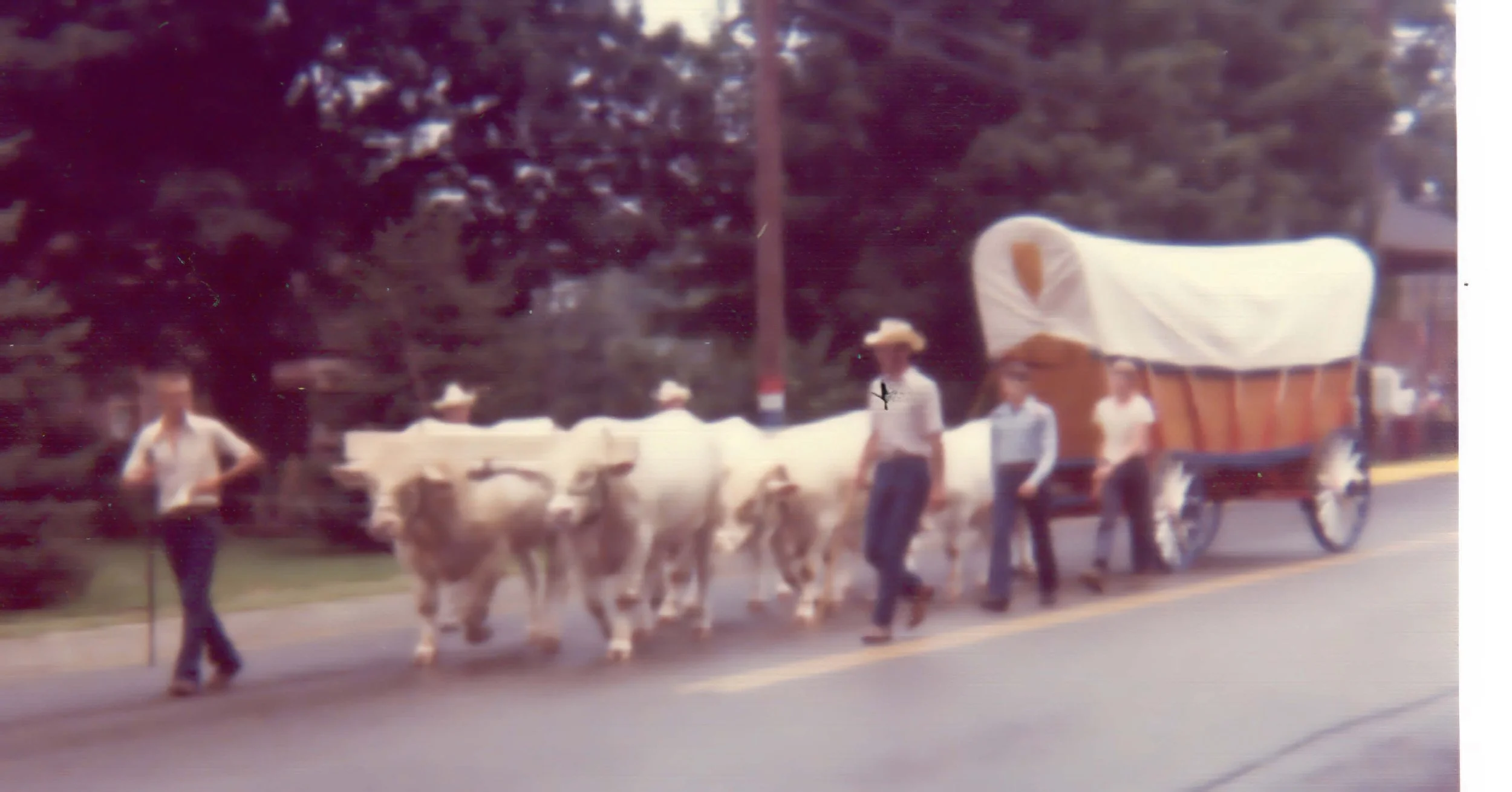 Ven.Cen. Oxen_upscale.jpeg