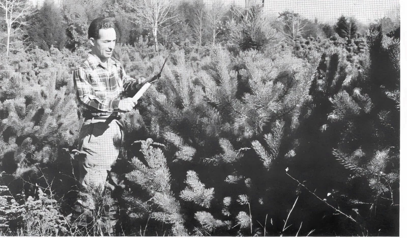 Bob Acker trimming pine trees_upscale.jpeg