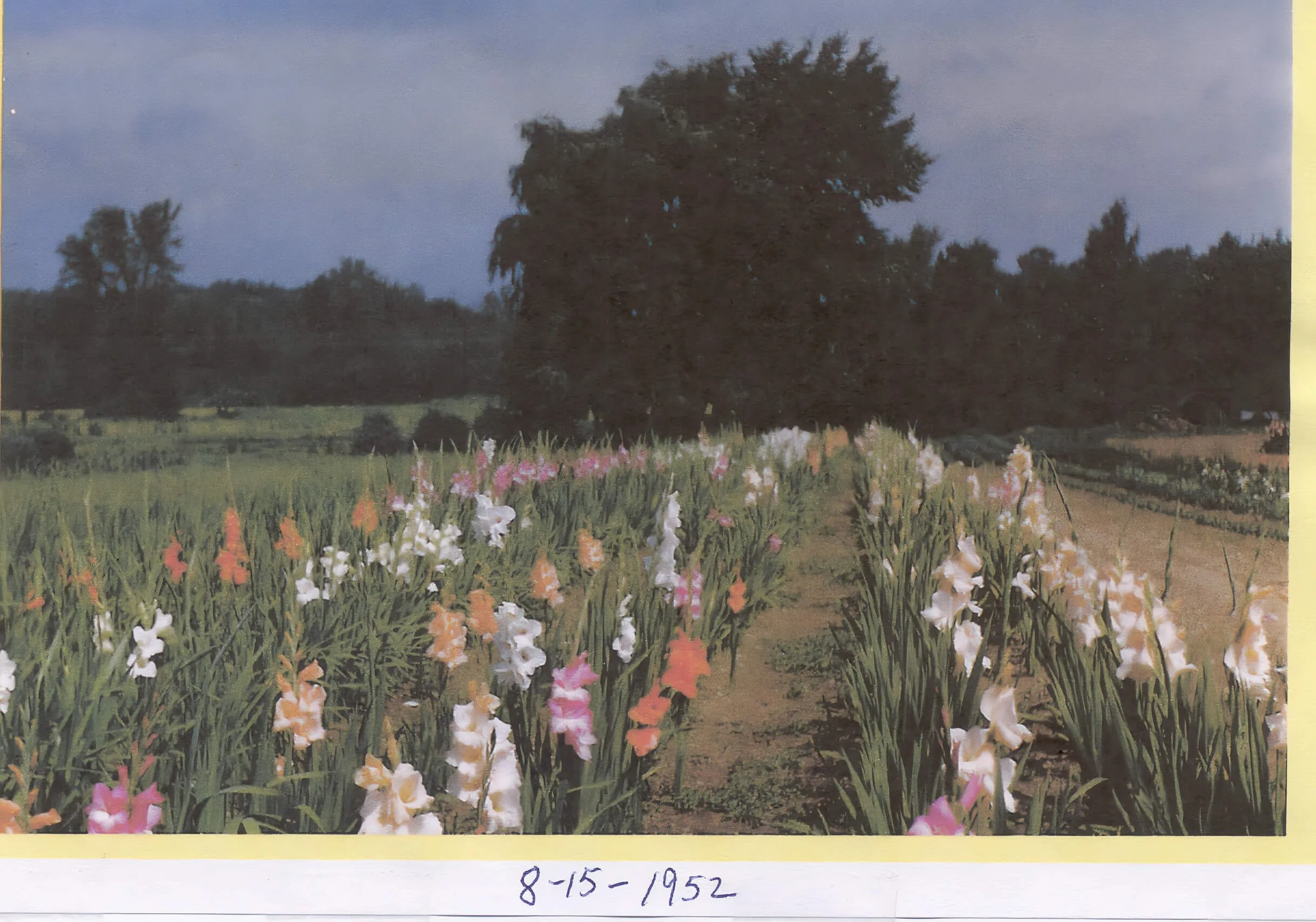 OGROD-GLADS #1_upscale.jpeg