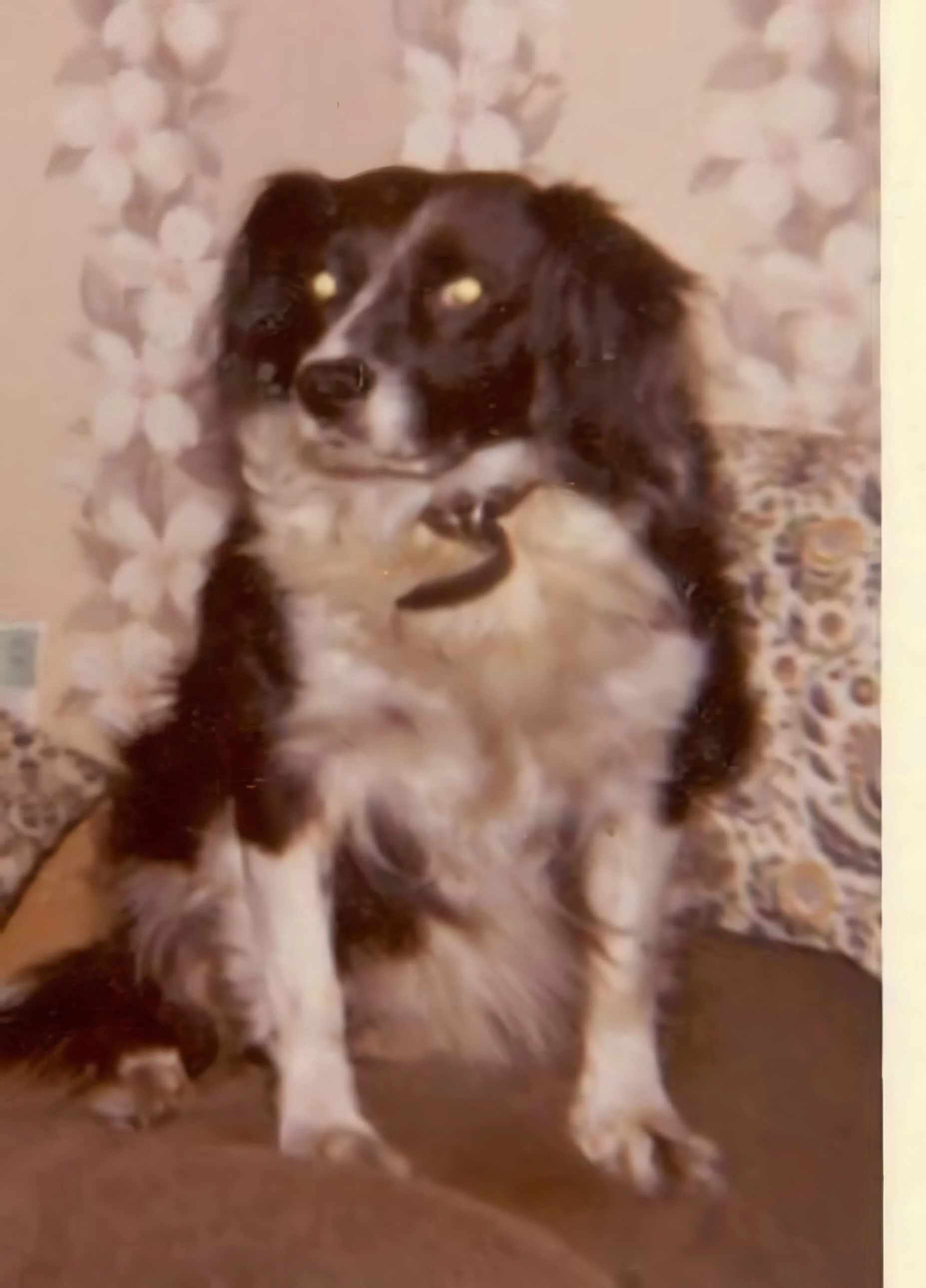 BESSIE'S TOBY_upscale.jpeg