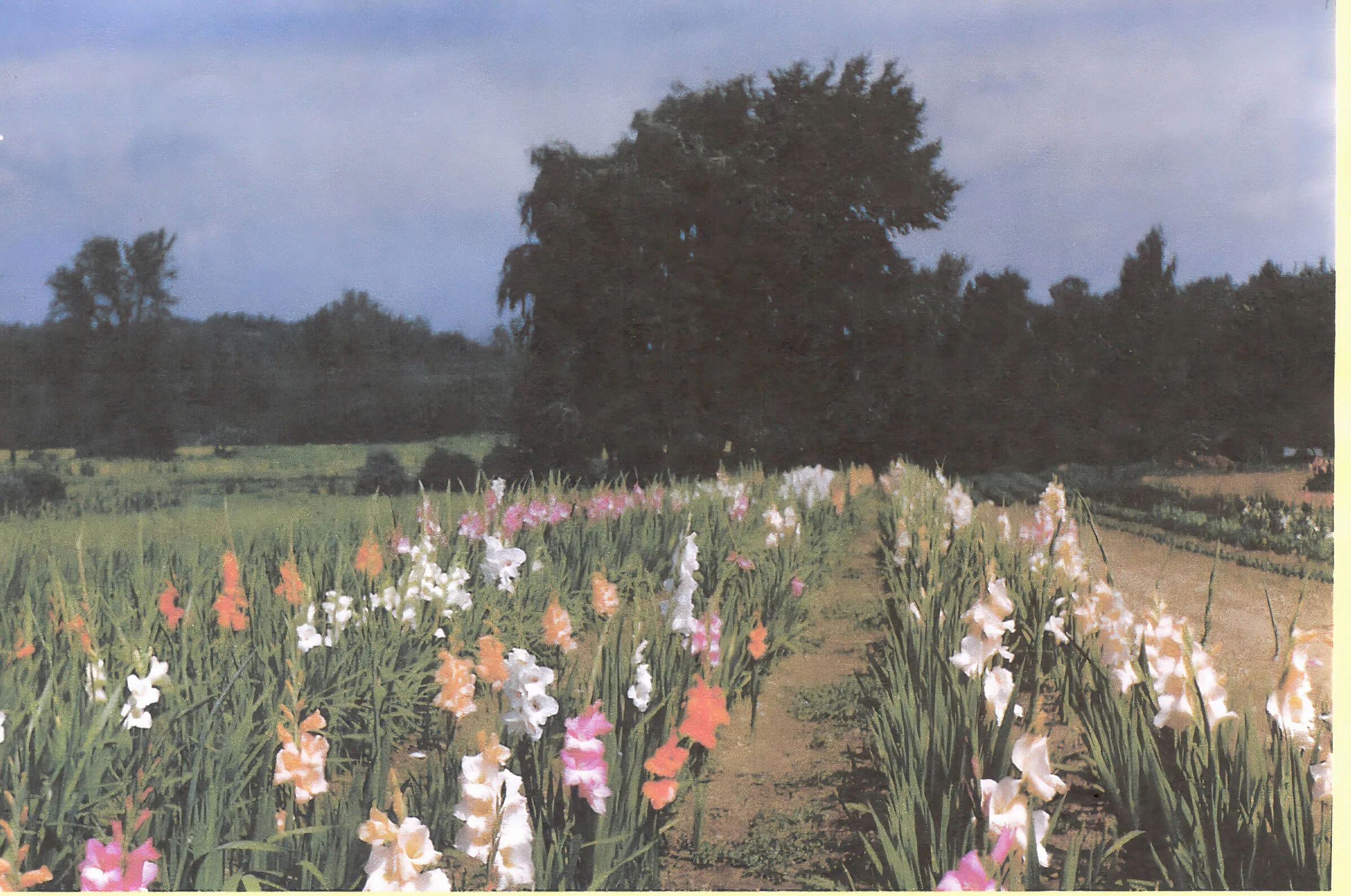 OGROD-GLADS #8_upscale.jpeg