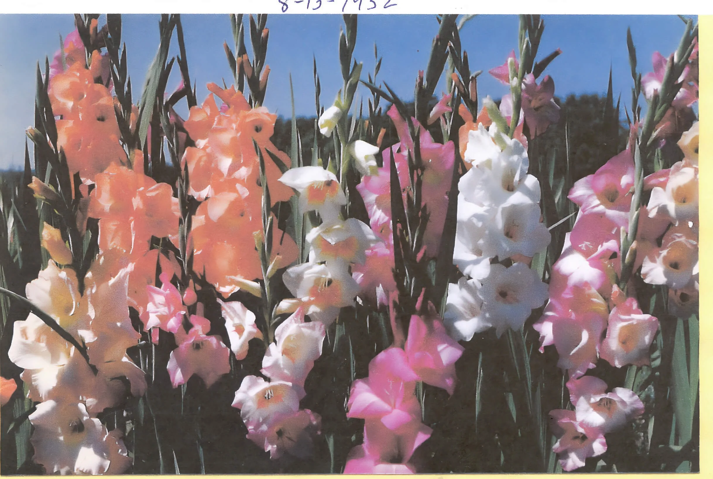 OGROD-GLADS #2_upscale.jpeg