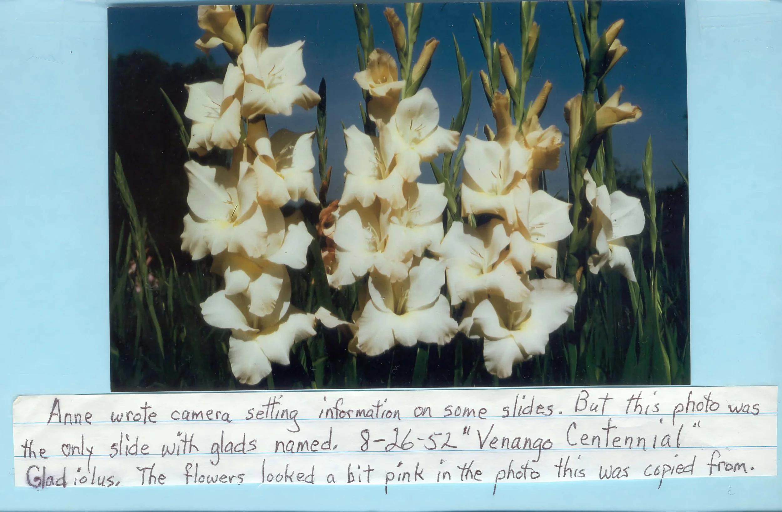 OGROD GLADS #9_upscale.jpeg